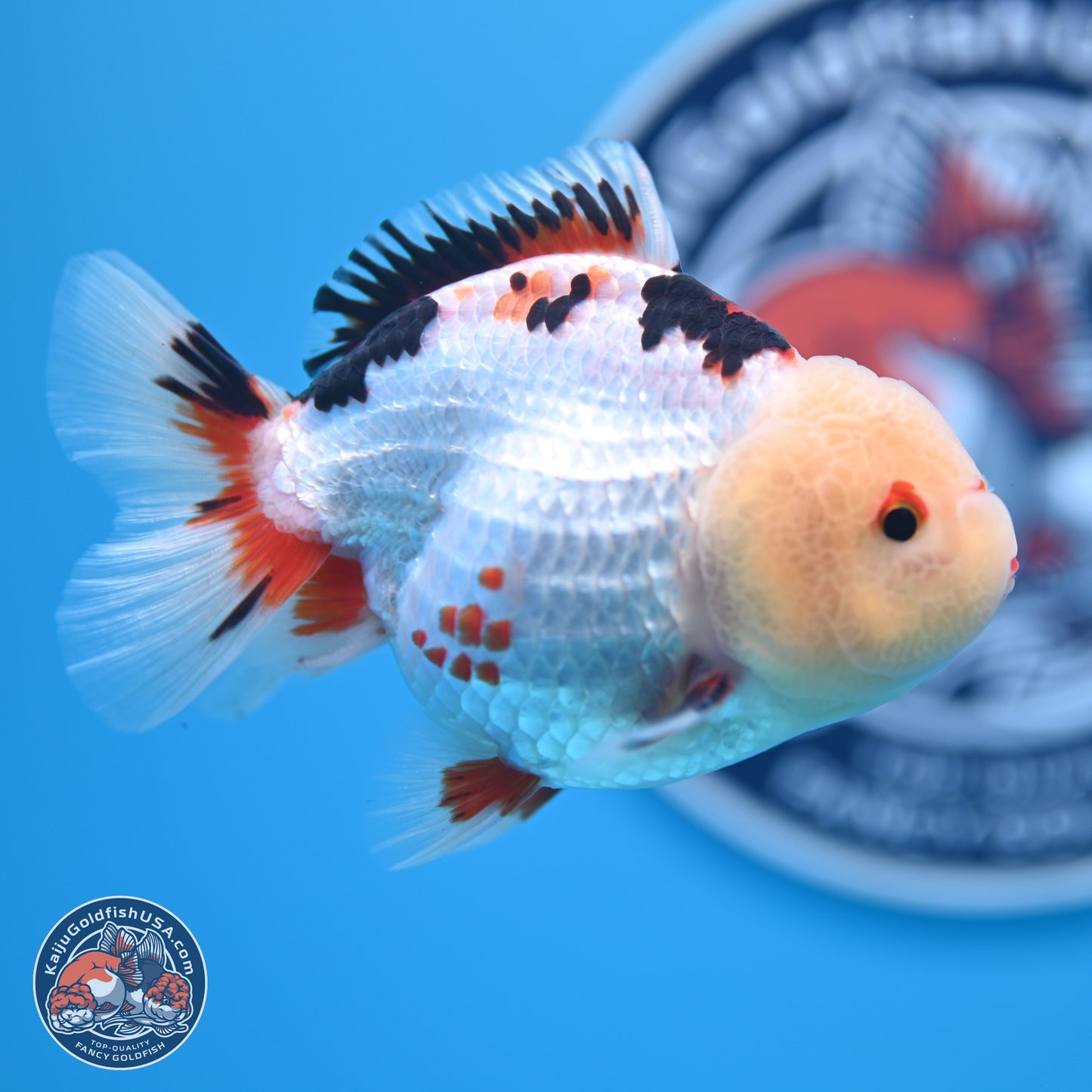 Tricolor Oranda 3.5-4.5 inches (241004_OR08) - Kaiju Goldfish USA