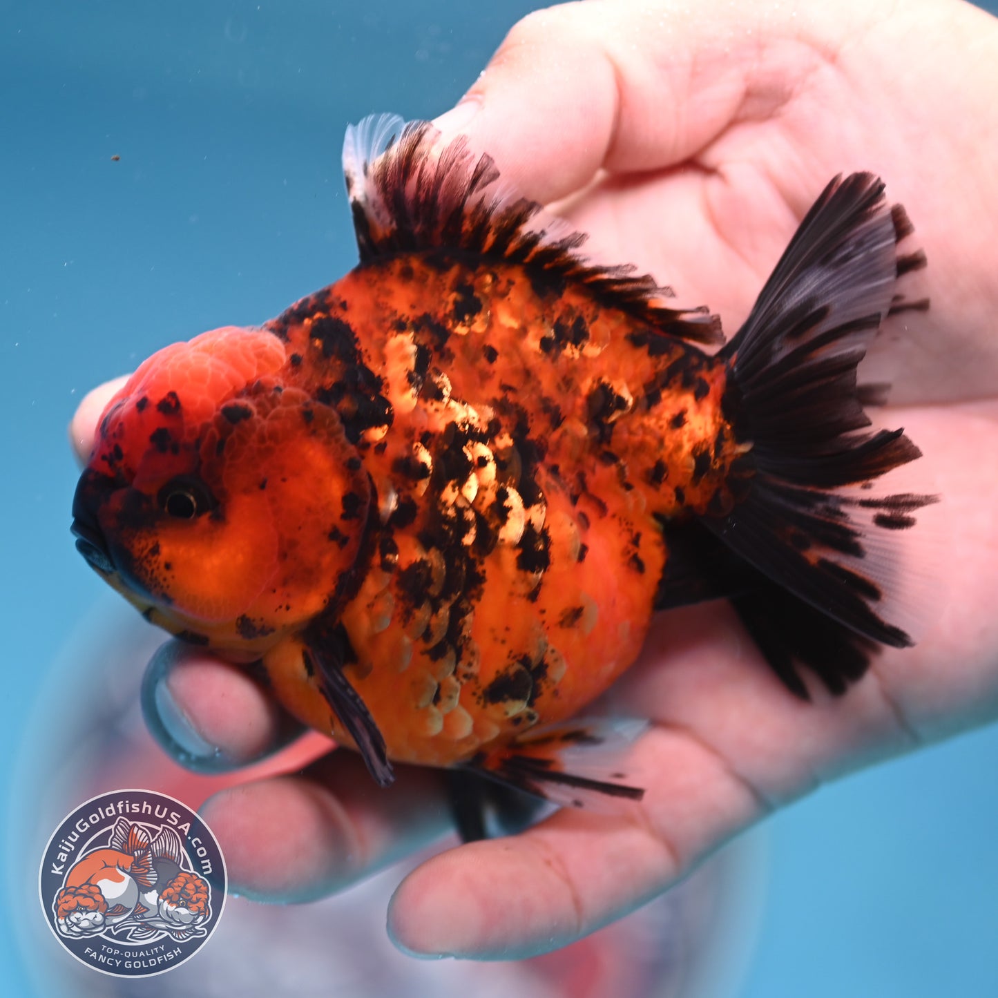 Shogun Tiger Oranda 3.5 inches Body (250530_OR08)