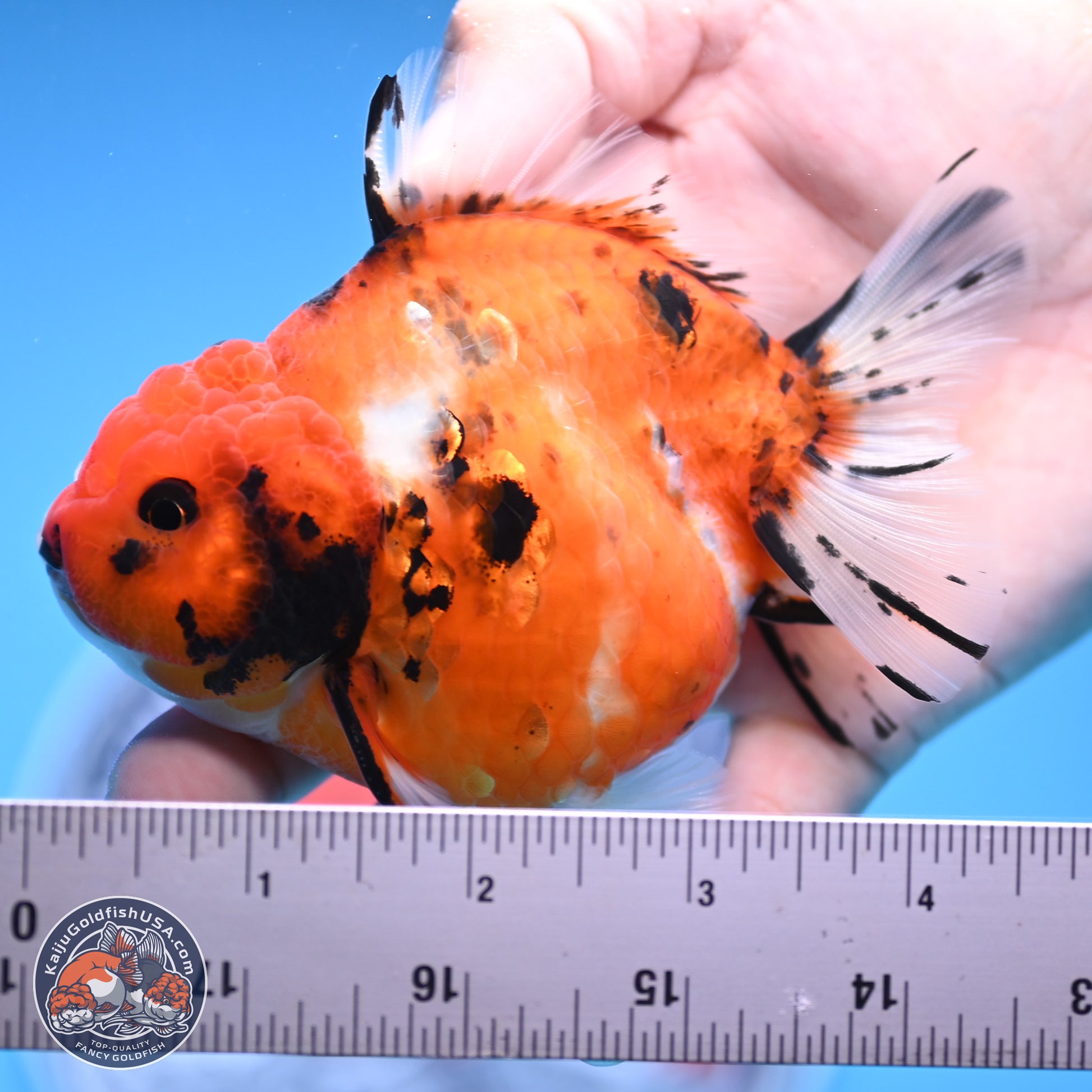 Shogun Tricolor Tiger YuanBao Oranda 3.5in Body (240816_OR08) - Kaiju Goldfish USA