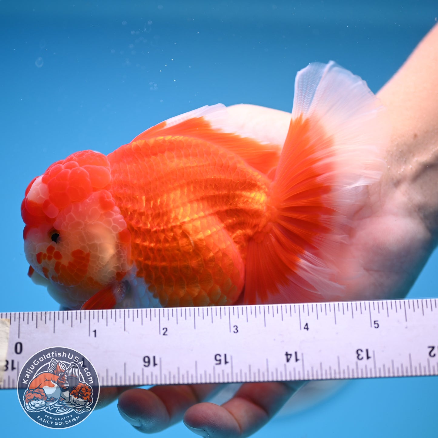 Red White Rose Tail Oranda 3.5 inches Body (250523_OR08)