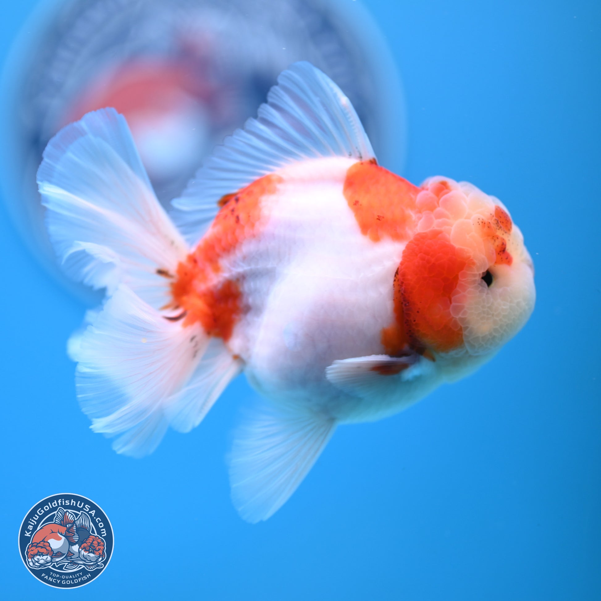 Sakura Rose Tail Oranda 4.5 inches (241025_OR08) - Kaiju Goldfish USA