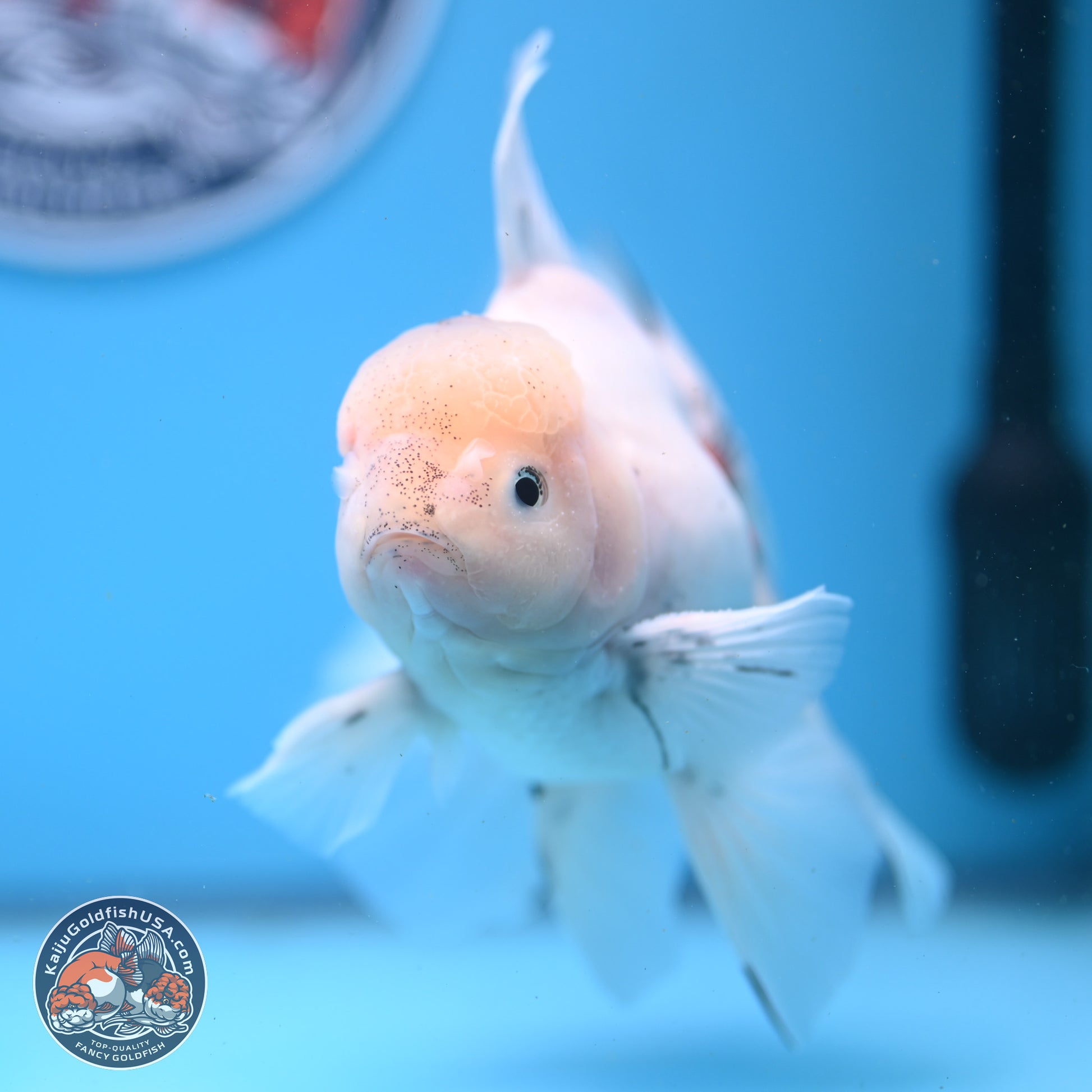 Calico Rose Tail Oranda 6.5 inches - Male (241122_OR08) - Kaiju Goldfish USA