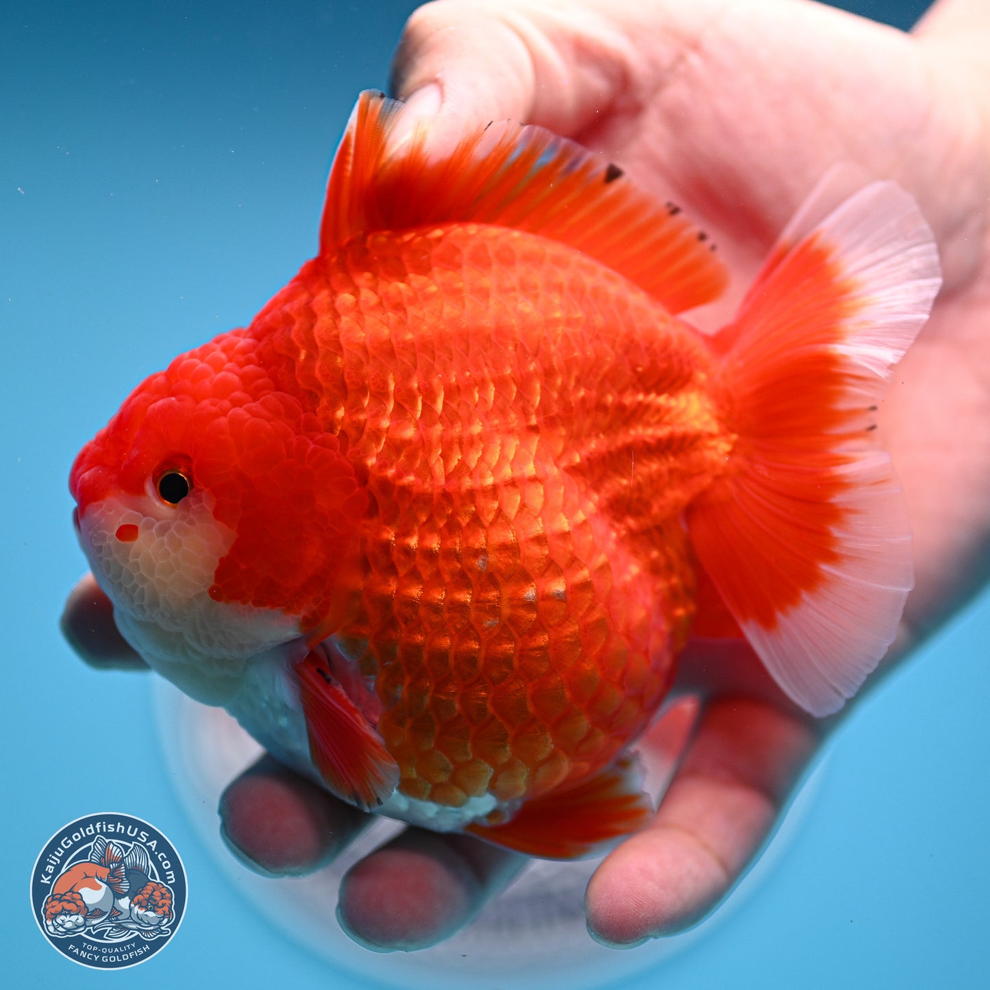 Red White YuanBao Oranda 3.5 inches Body - Male (250214_OR08)