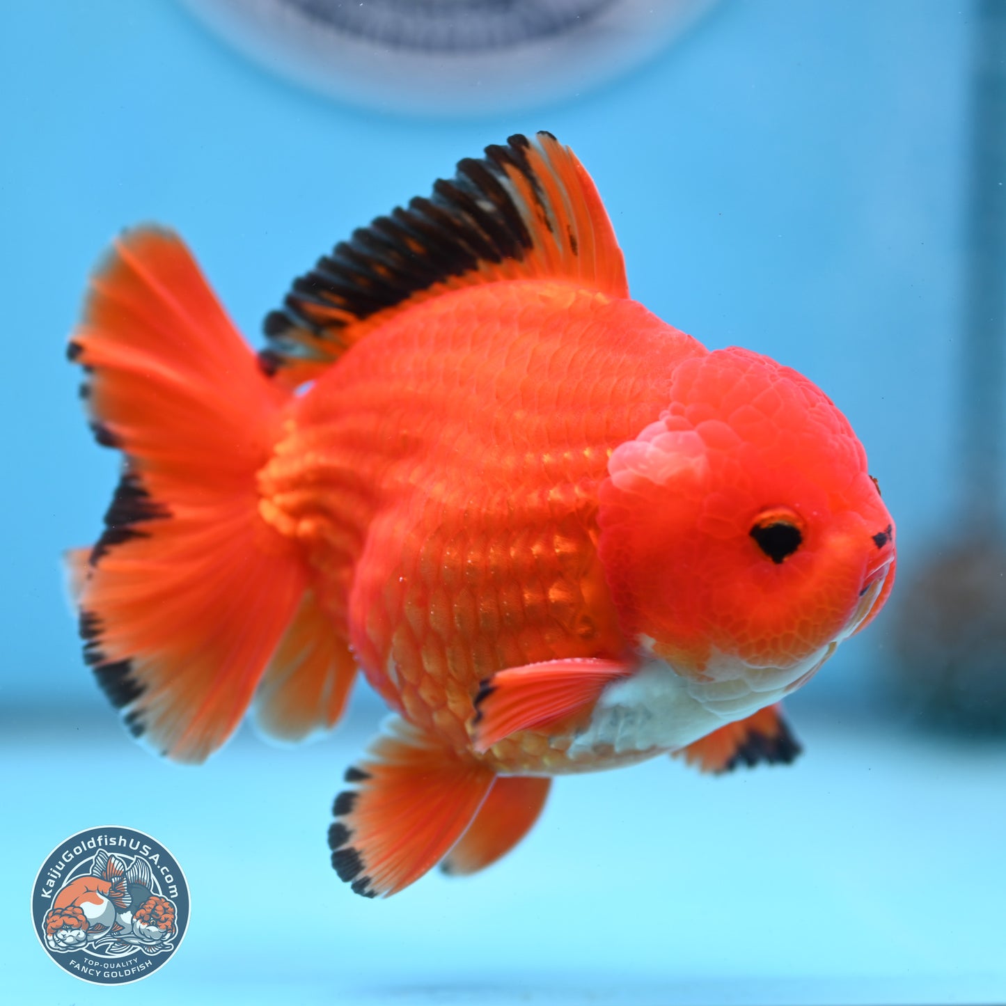Apache YuanBao Oranda 3.5 inches Body - Male (250228_OR08)