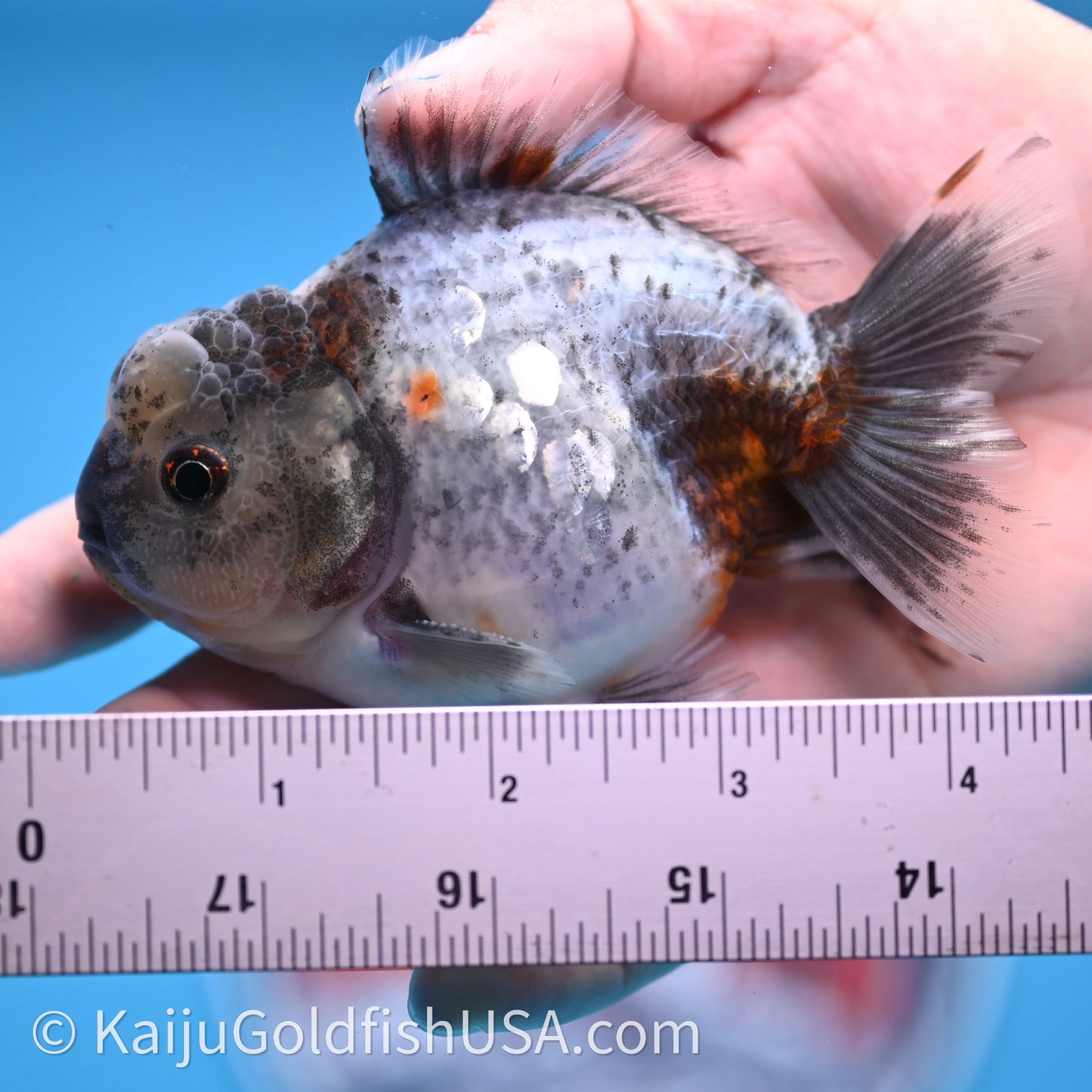 Shogun Godzilla Blue Based Oranda 3.25in Body (240726_OR08) - Kaiju Goldfish USA