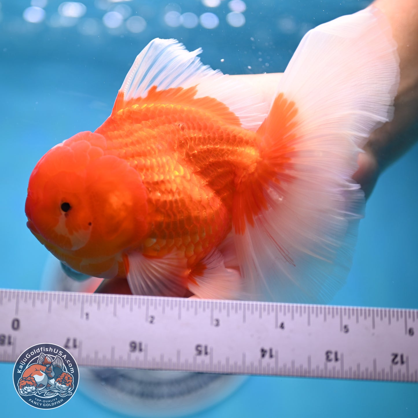 Red White Rose Tail Oranda 4-6 inches (240906_OR08) - Kaiju Goldfish USA