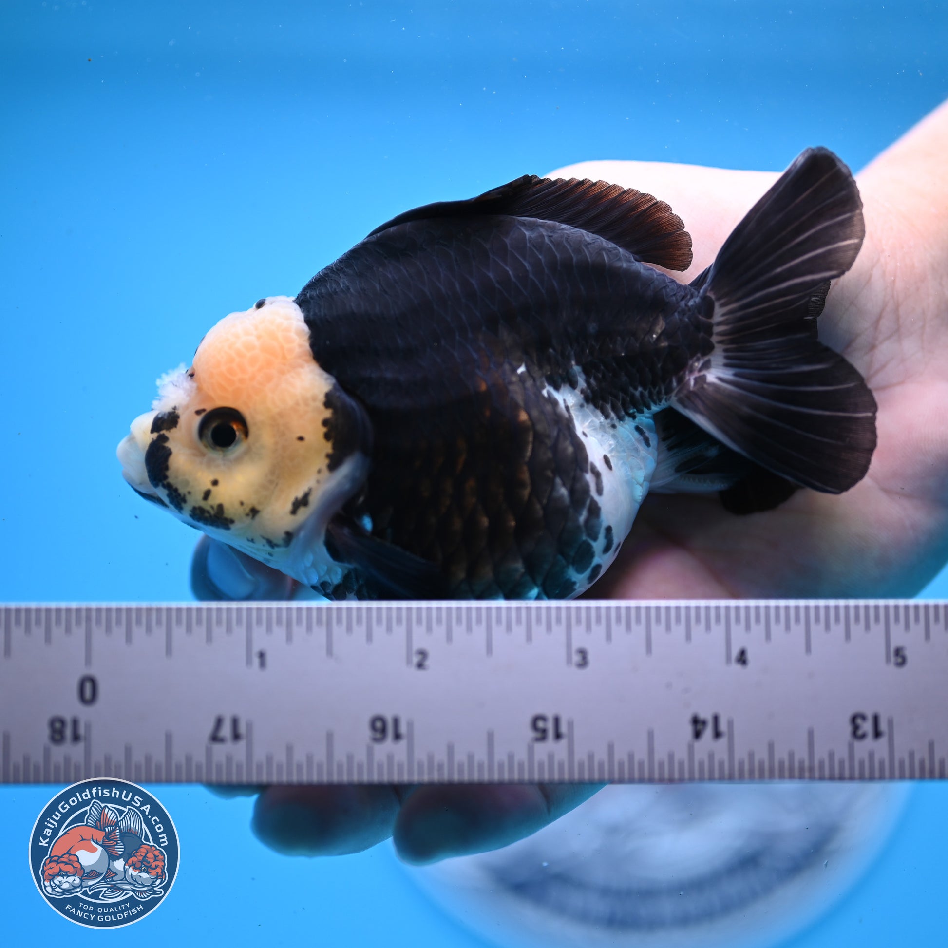 Panda YuanBao Oranda 3.5in Body (240830_OR08) - Kaiju Goldfish USA