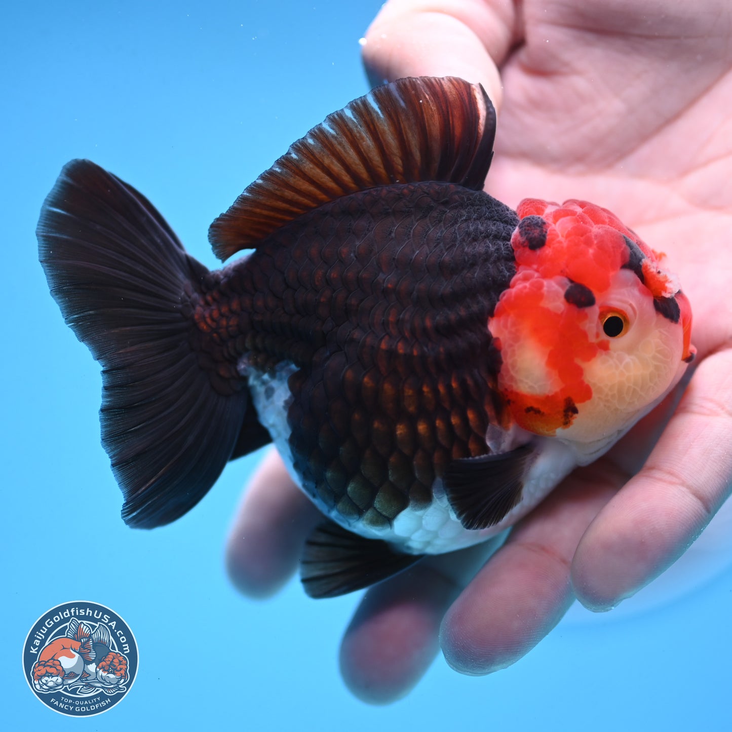 Tricolor YuanBao Oranda 3.25 inches Body - Male (250103_OR08) - Kaiju Goldfish USA