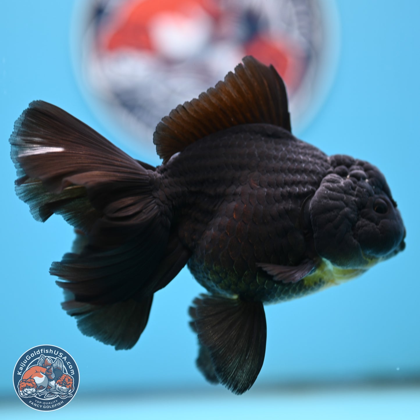Black Rose Tail Oranda 3.5 inches Body - Male (250404_OR08)