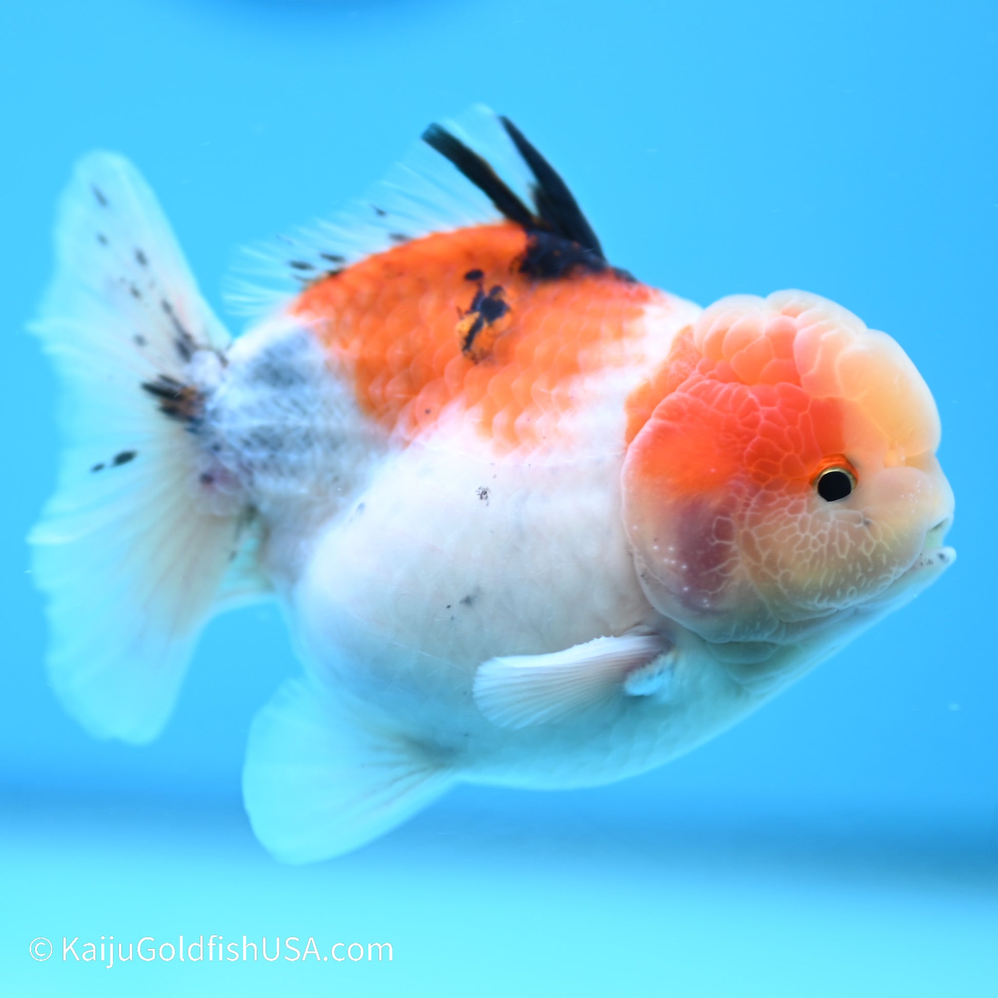 Tricolor Sakura YuanBao Oranda 3.5in Body (240524_OR08) - Kaiju Goldfish USA