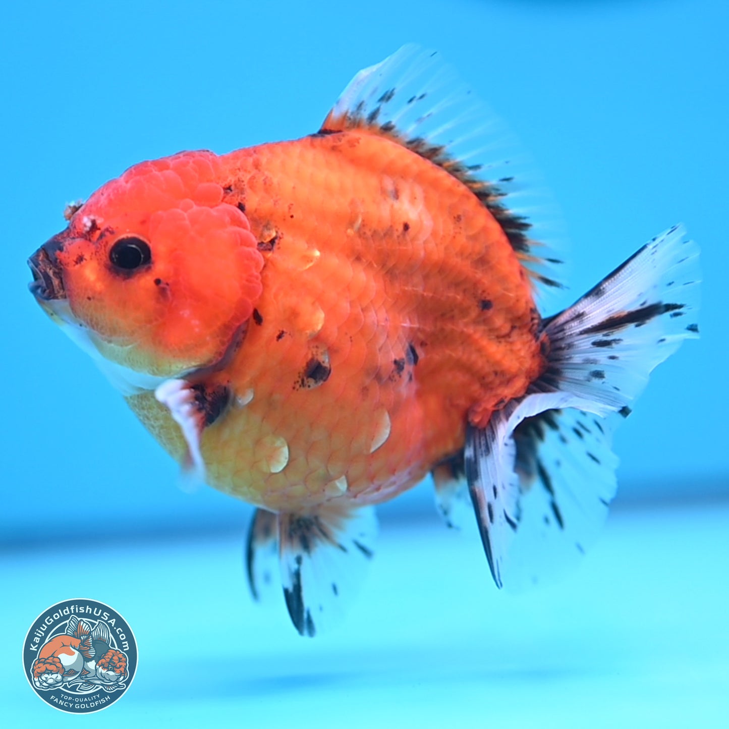 Shogun Tiger Oranda 3.75-4.5 in (241011_OR08) - Kaiju Goldfish USA