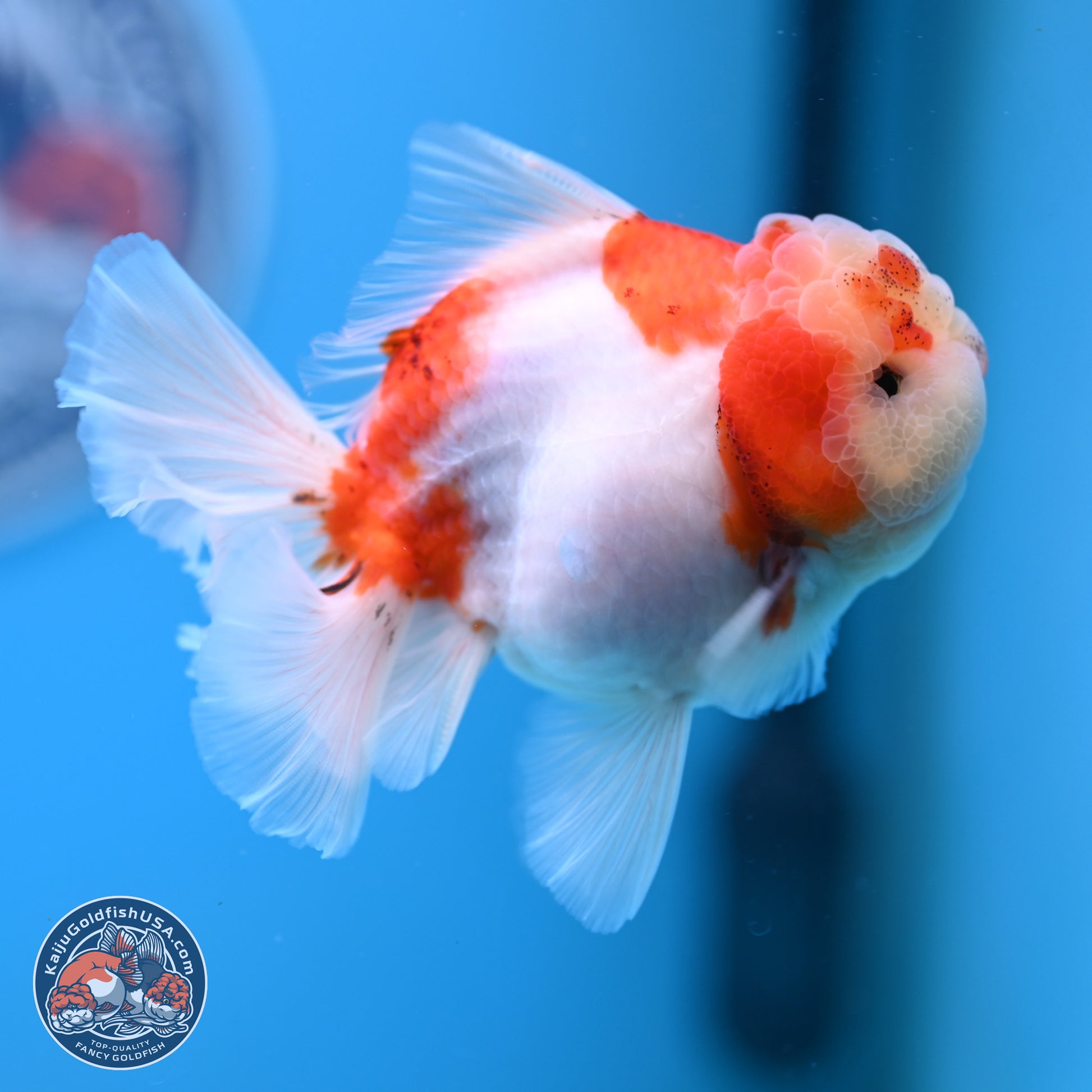 Sakura Rose Tail Oranda 4.5 inches (241025_OR08) - Kaiju Goldfish USA