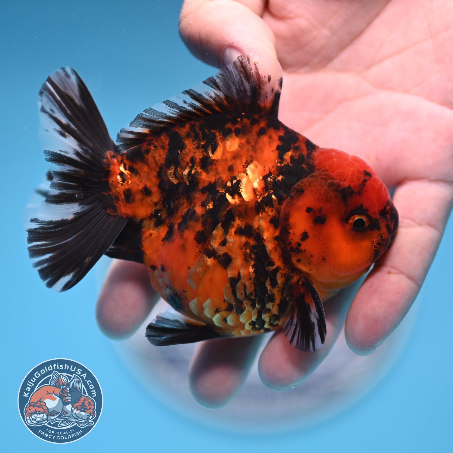 Shogun Tiger Oranda 3.5 inches Body (250530_OR08)