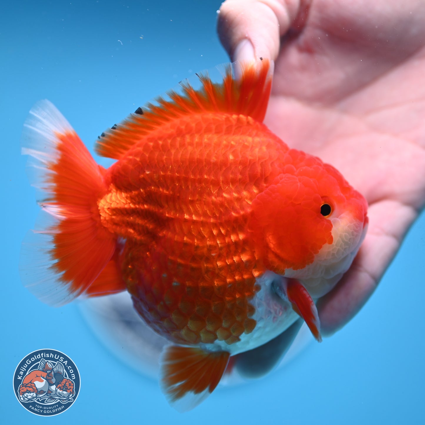 Red White YuanBao Oranda 3.5 inches Body - Male (250214_OR08)