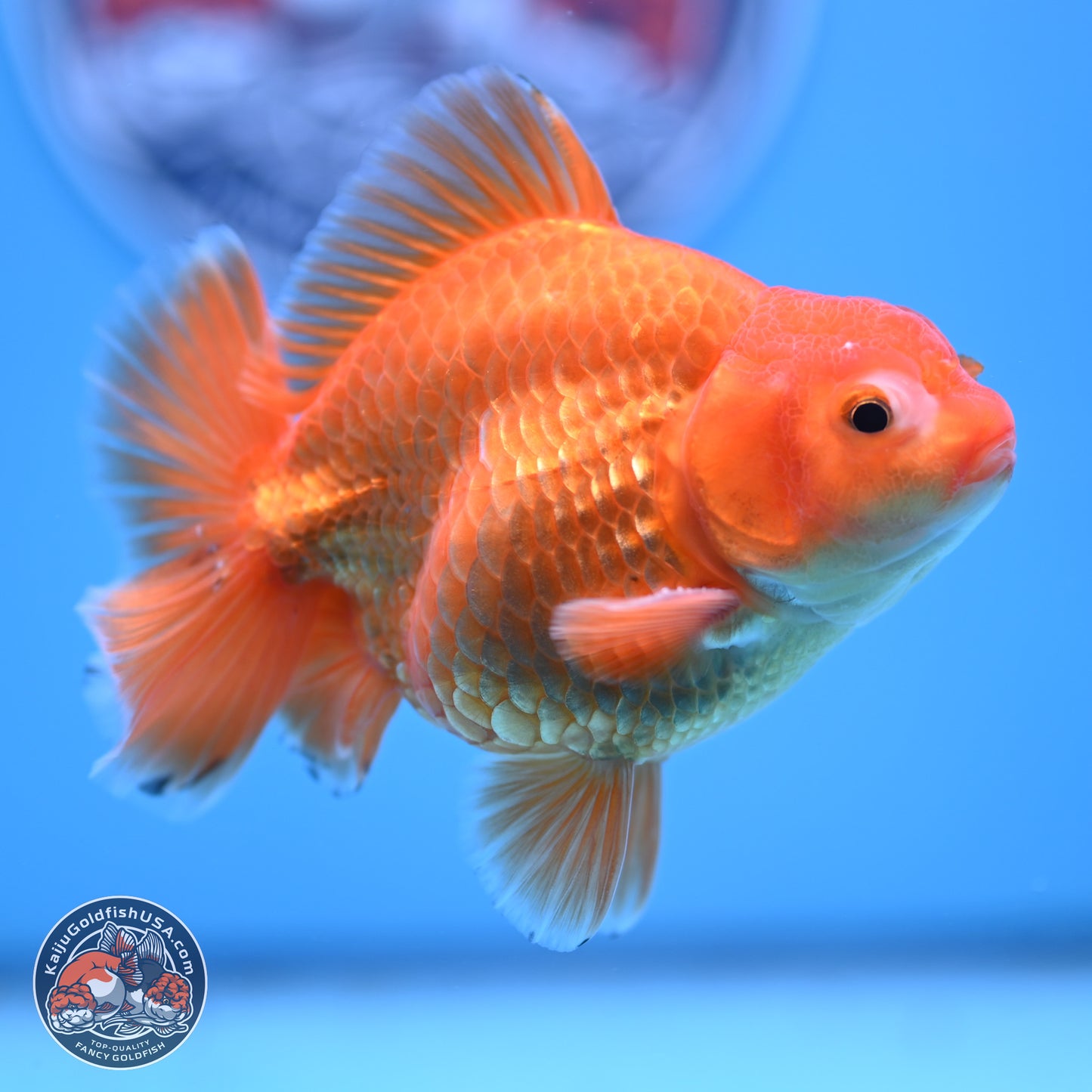 Shogun Classic Gold Broad Tail Oranda 3.5in Body (240802_OR08) - Kaiju Goldfish USA