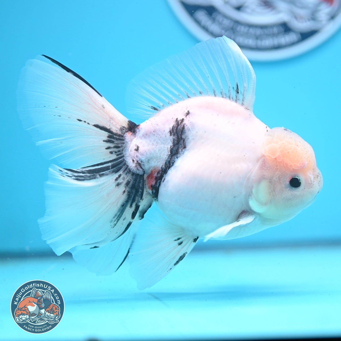 Calico Rose Tail Oranda 6.5 inches - Male (241122_OR08) - Kaiju Goldfish USA