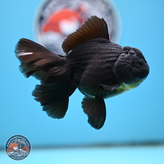 Black Rose Tail Oranda 3.5 inches Body - Male (250404_OR08)