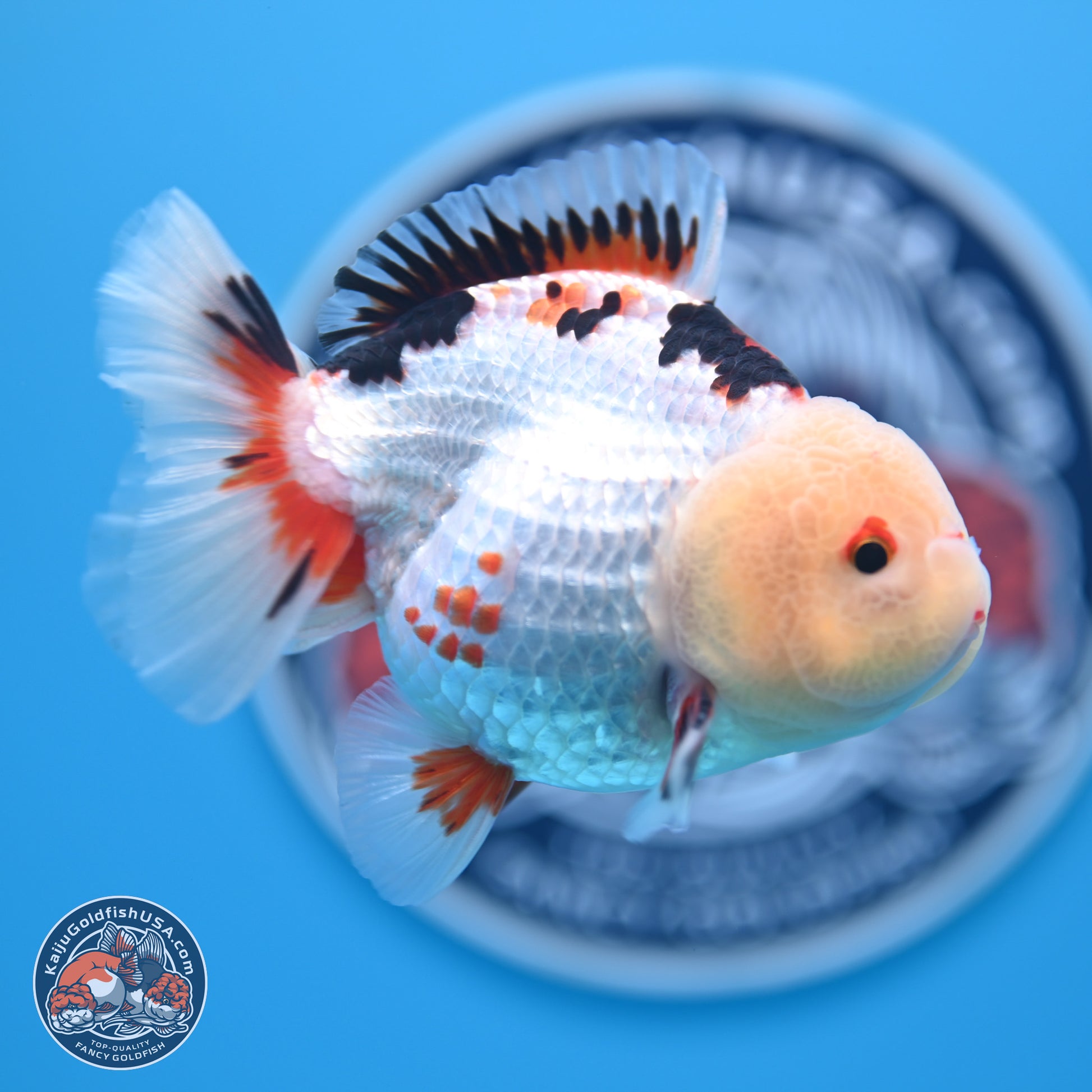 Tricolor Oranda 3.5-4.5 inches (241004_OR08) - Kaiju Goldfish USA