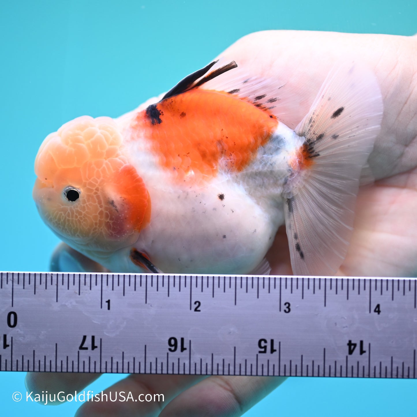 Tricolor Sakura YuanBao Oranda 3.5in Body (240524_OR08) - Kaiju Goldfish USA