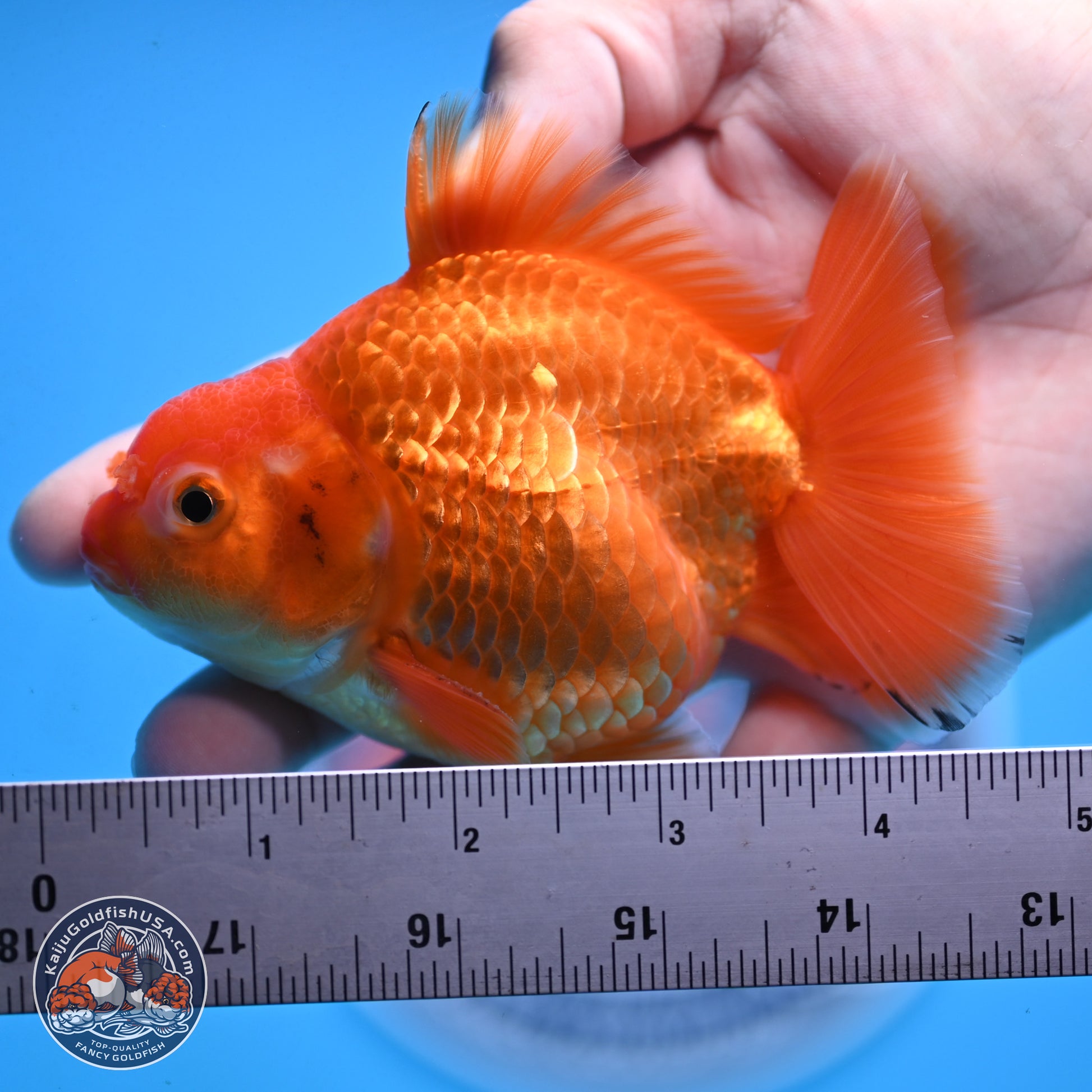 Shogun Classic Gold Broad Tail Oranda 3.5in Body (240802_OR08) - Kaiju Goldfish USA