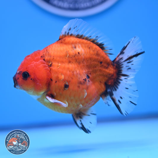 Shogun Tiger Oranda 3.75-4.5 in (241011_OR08) - Kaiju Goldfish USA