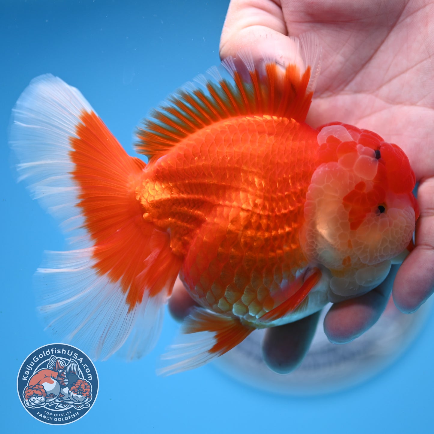 Red White Rose Tail Oranda 3.5 inches Body (250523_OR08)