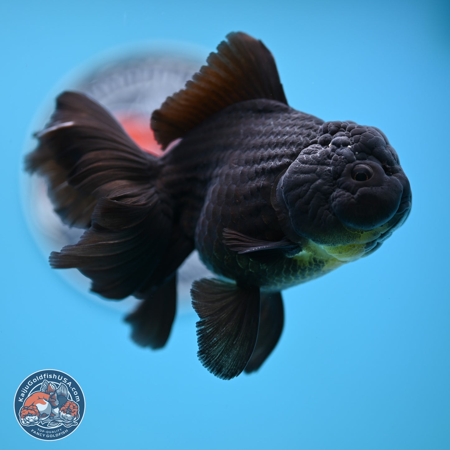 Black Rose Tail Oranda 3.5 inches Body - Male (250404_OR08)
