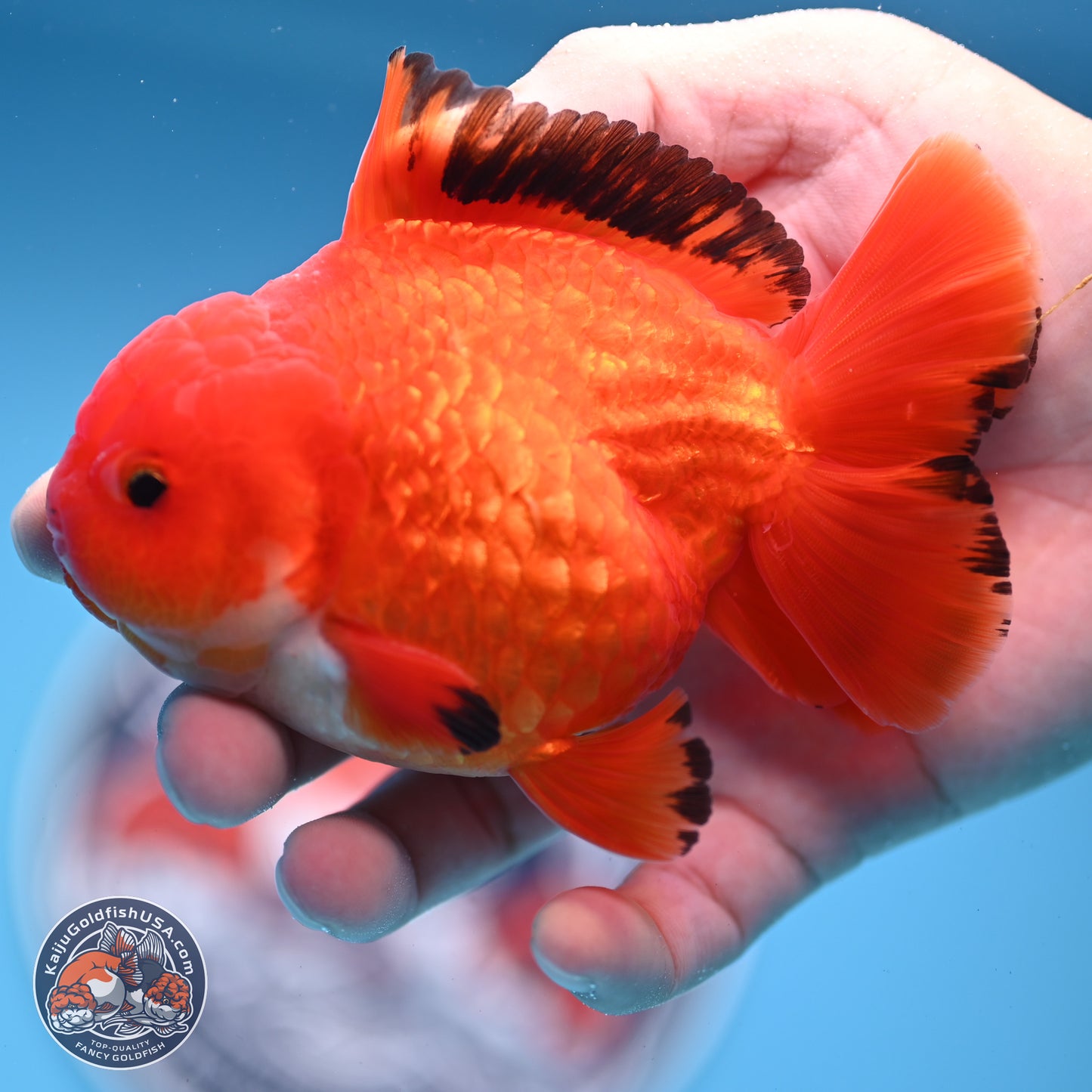 Apache YuanBao Oranda 3.5 inches Body - Male (250228_OR08)