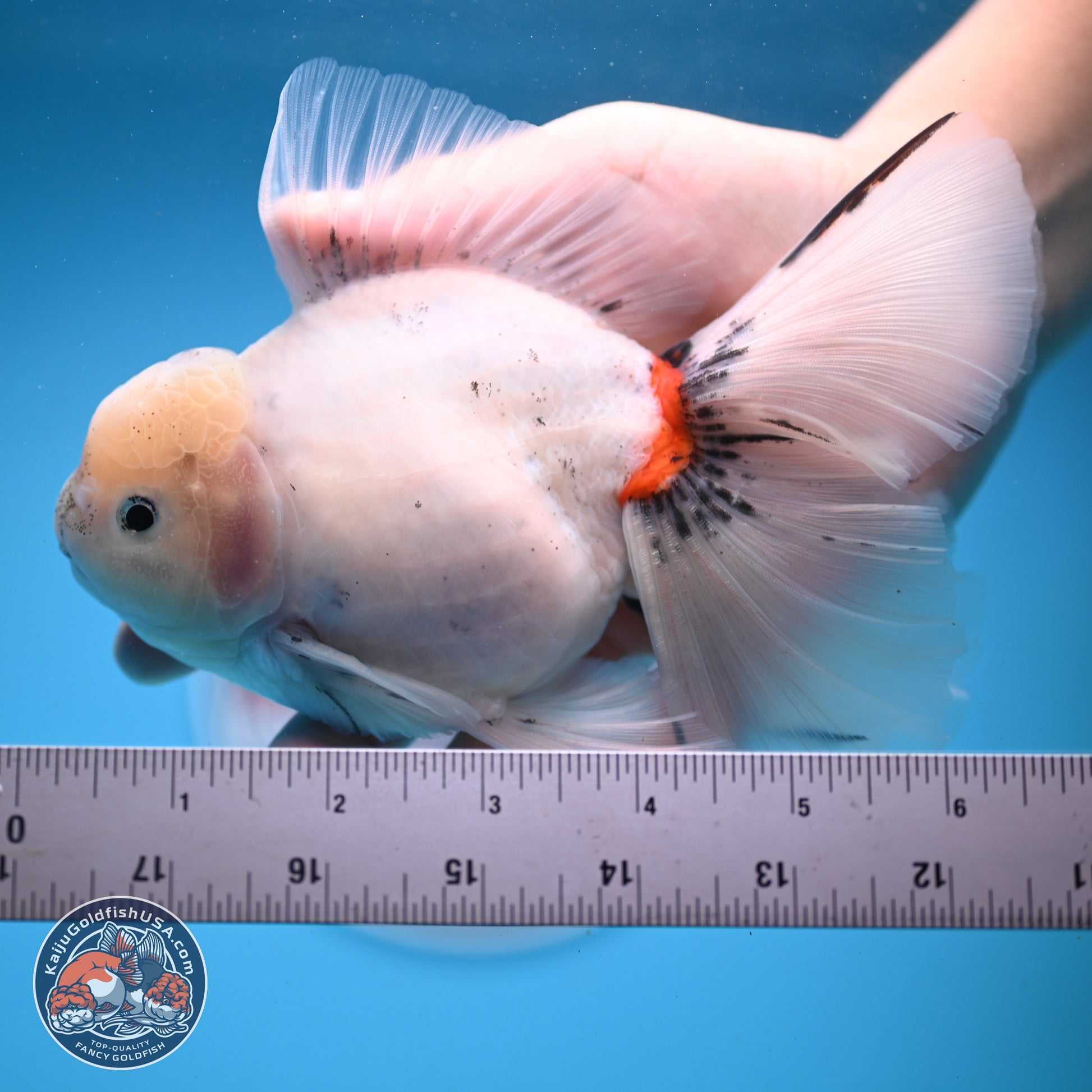 Calico Rose Tail Oranda 6.5 inches - Male (241122_OR08) - Kaiju Goldfish USA