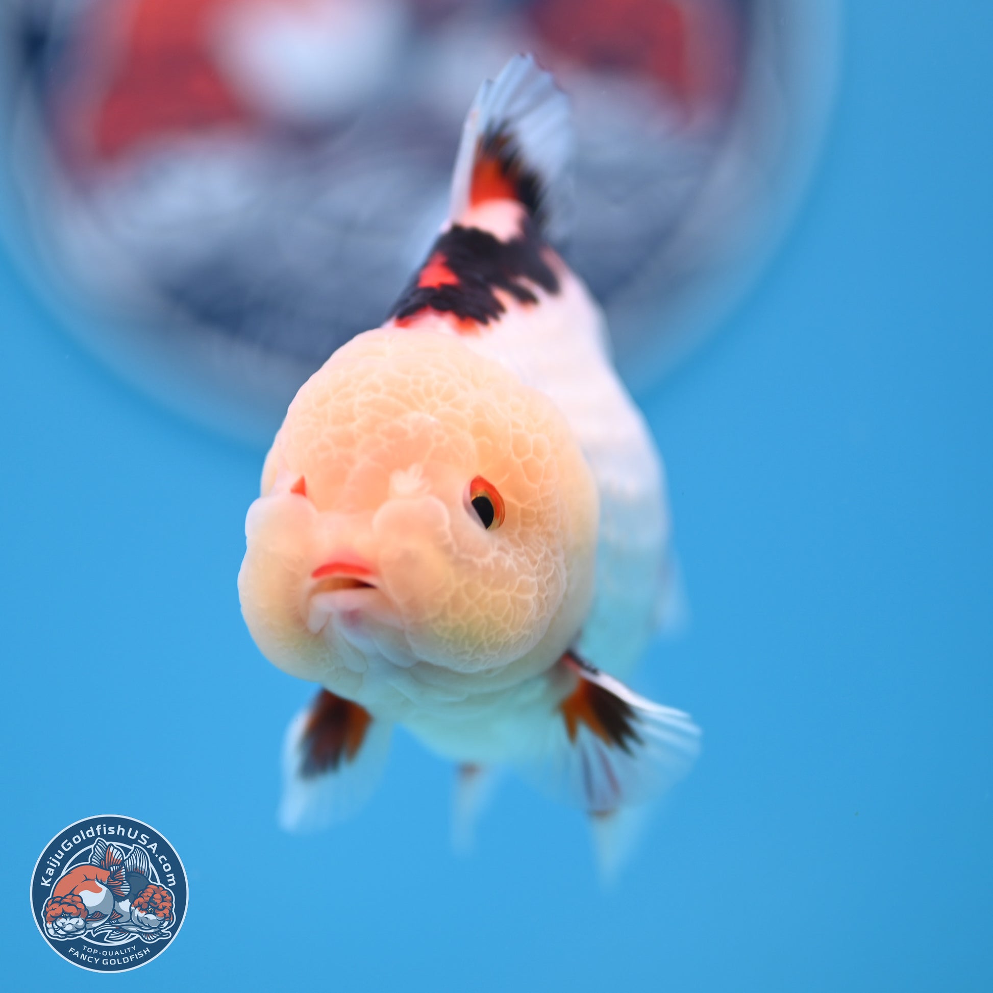 Tricolor Oranda 3.5-4.5 inches (241004_OR08) - Kaiju Goldfish USA