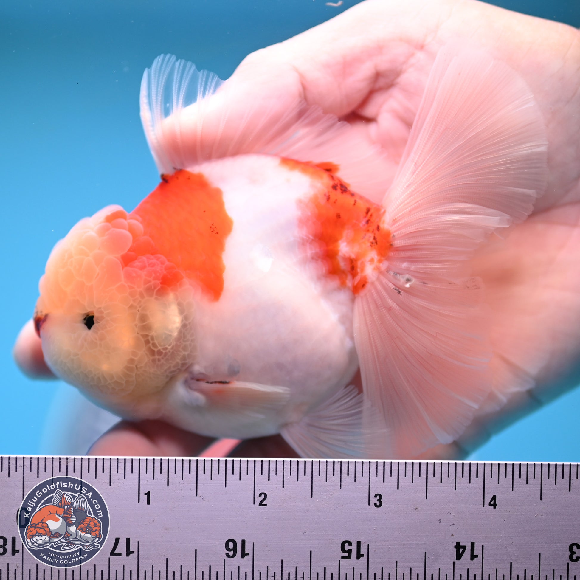 Sakura Rose Tail Oranda 4.5 inches (241025_OR08) - Kaiju Goldfish USA