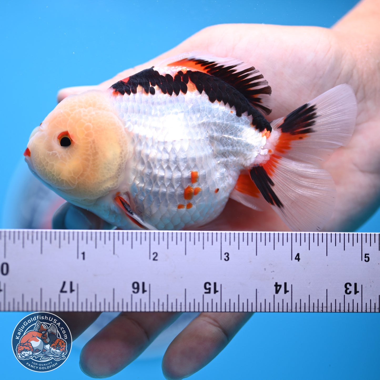 Tricolor Oranda 3.5-4.5 inches (241004_OR08) - Kaiju Goldfish USA