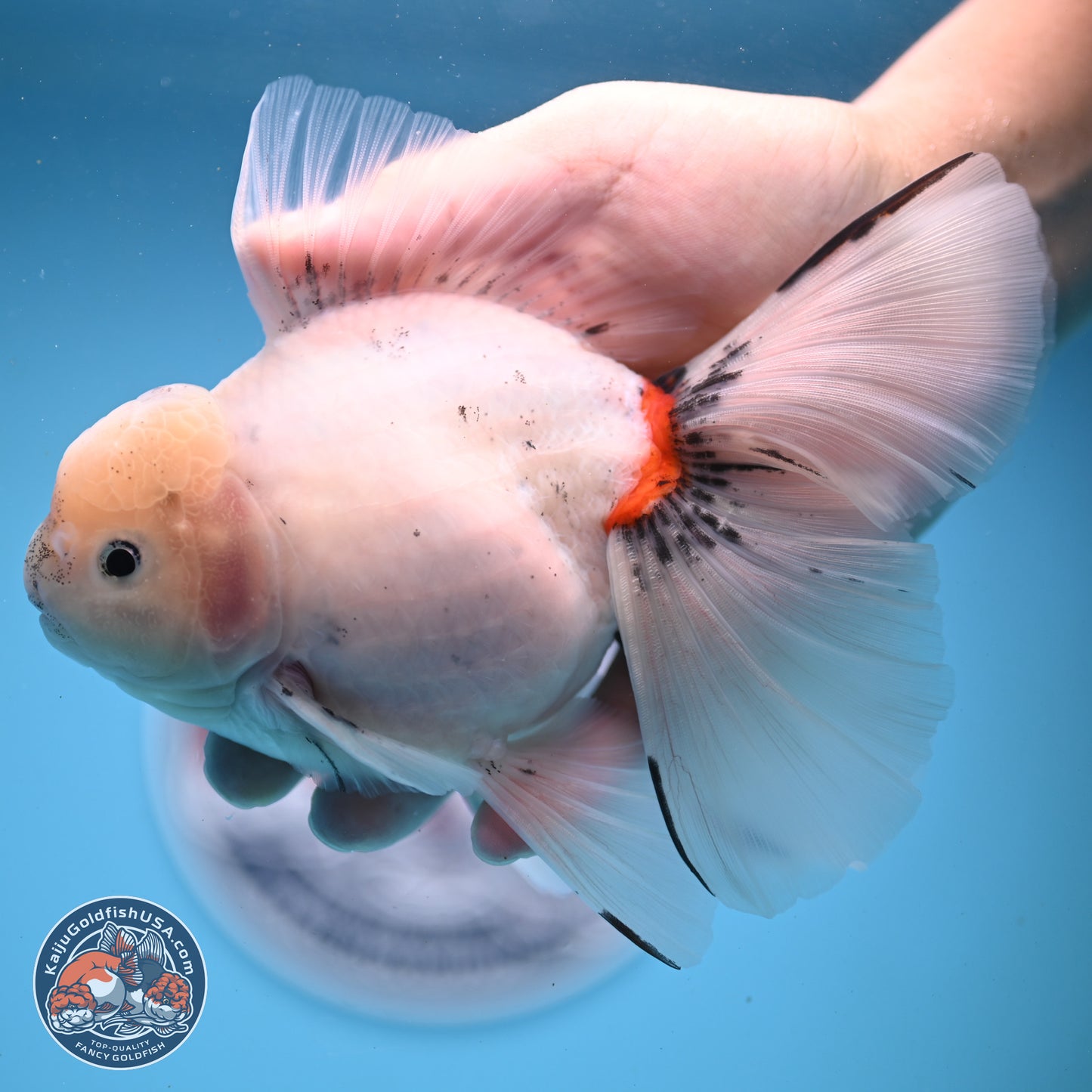 Calico Rose Tail Oranda 6.5 inches - Male (241122_OR08) - Kaiju Goldfish USA