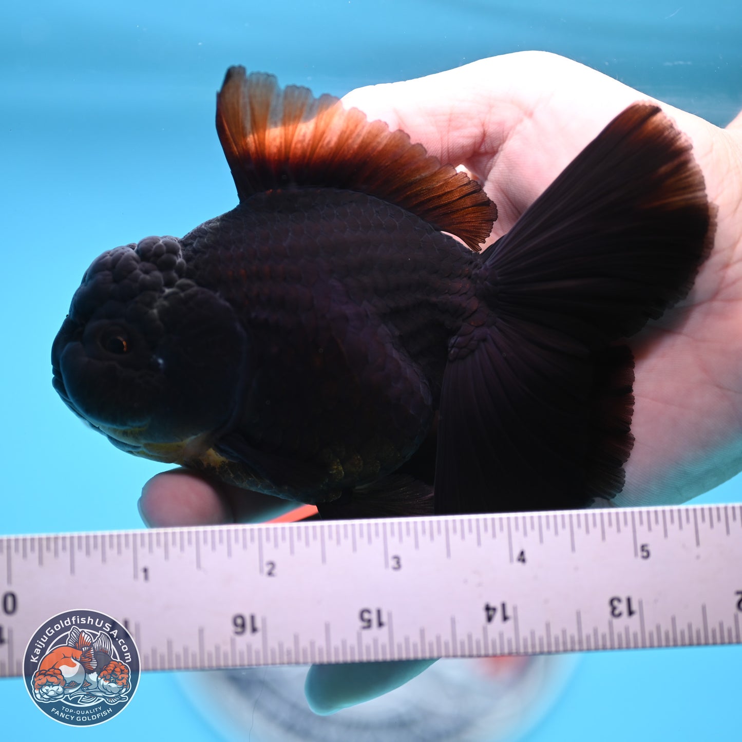 Black Rose Tail Oranda 3.5 inches Body - Male (250404_OR08)