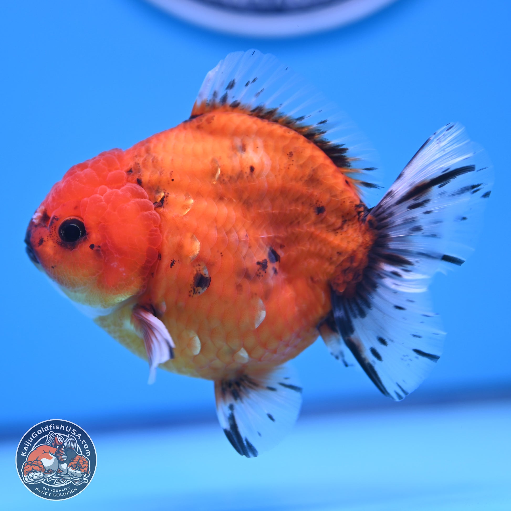 Shogun Tiger Oranda 3.75-4.5 in (241011_OR08) - Kaiju Goldfish USA