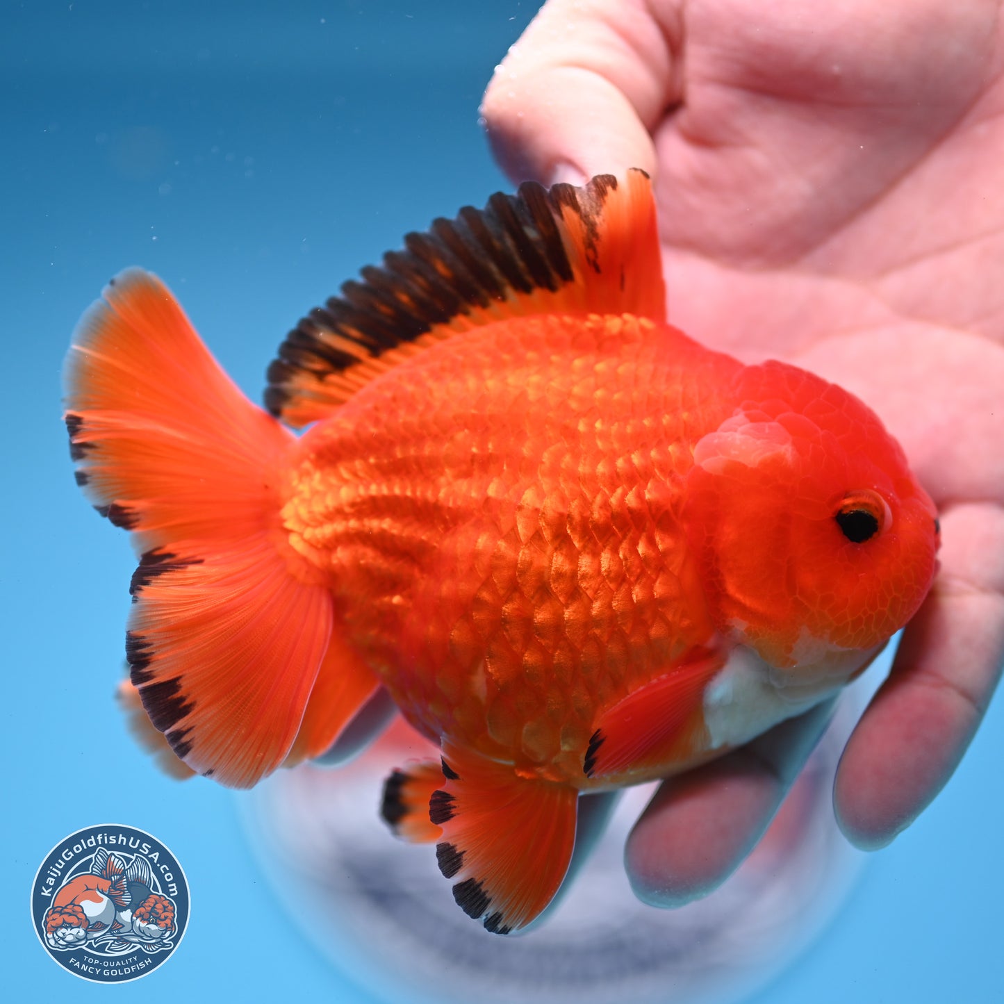 Apache YuanBao Oranda 3.5 inches Body - Male (250228_OR08)