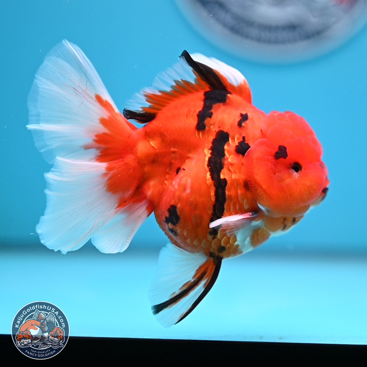 Tiger Rose Tail Oranda 3.5 inches Body - Male (250307_OR08)
