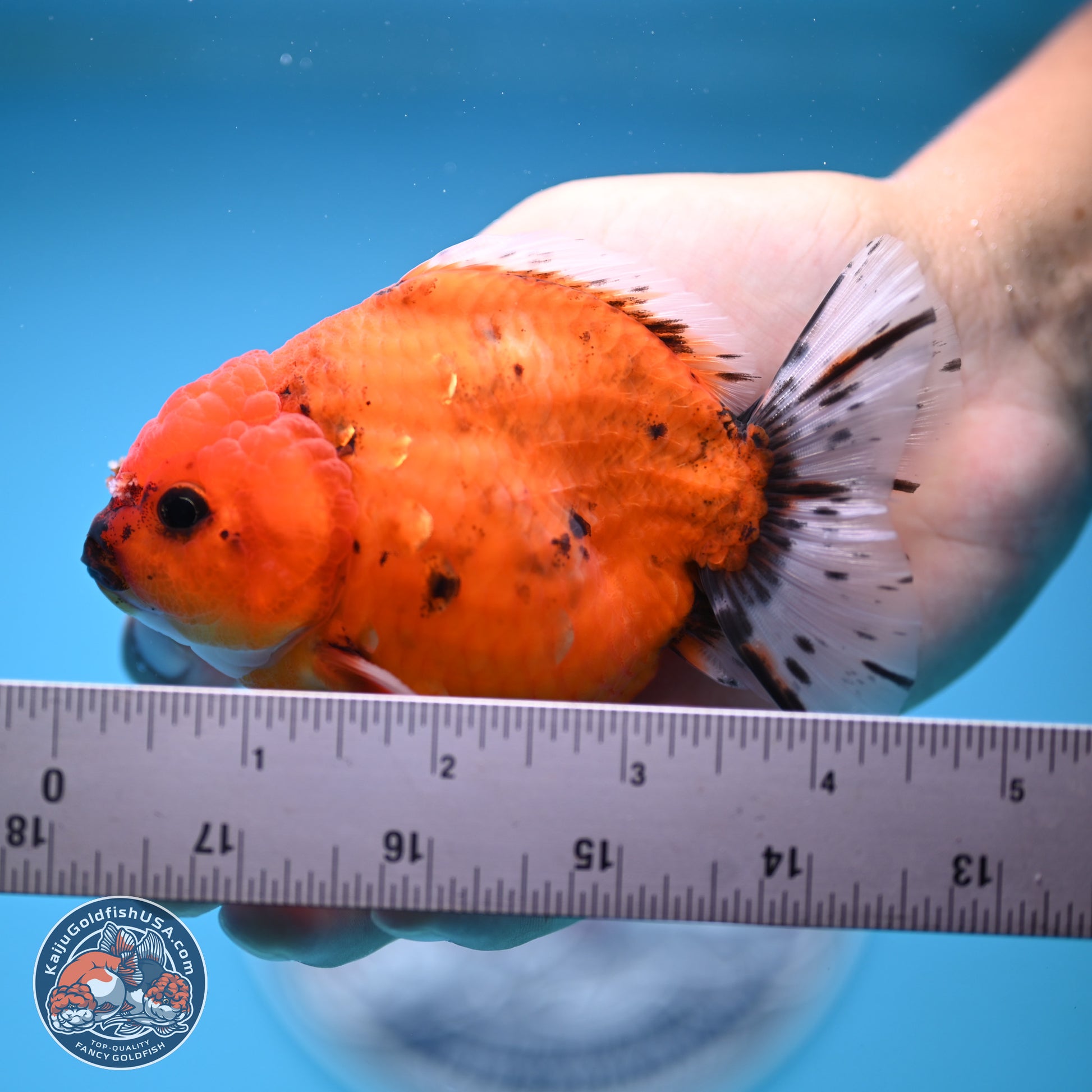 Shogun Tiger Oranda 3.75-4.5 in (241011_OR08) - Kaiju Goldfish USA