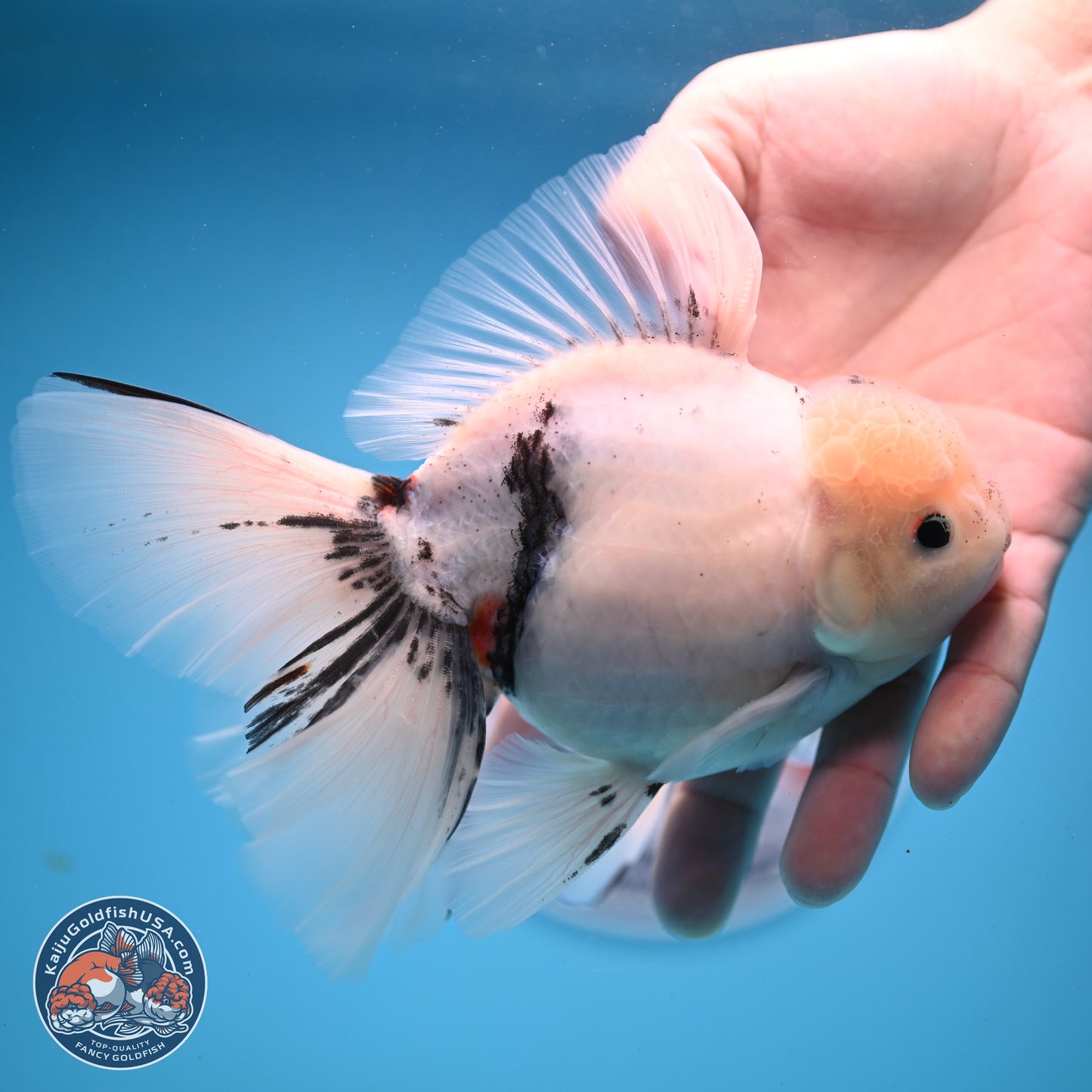 Calico Rose Tail Oranda 6.5 inches - Male (241122_OR08) - Kaiju Goldfish USA