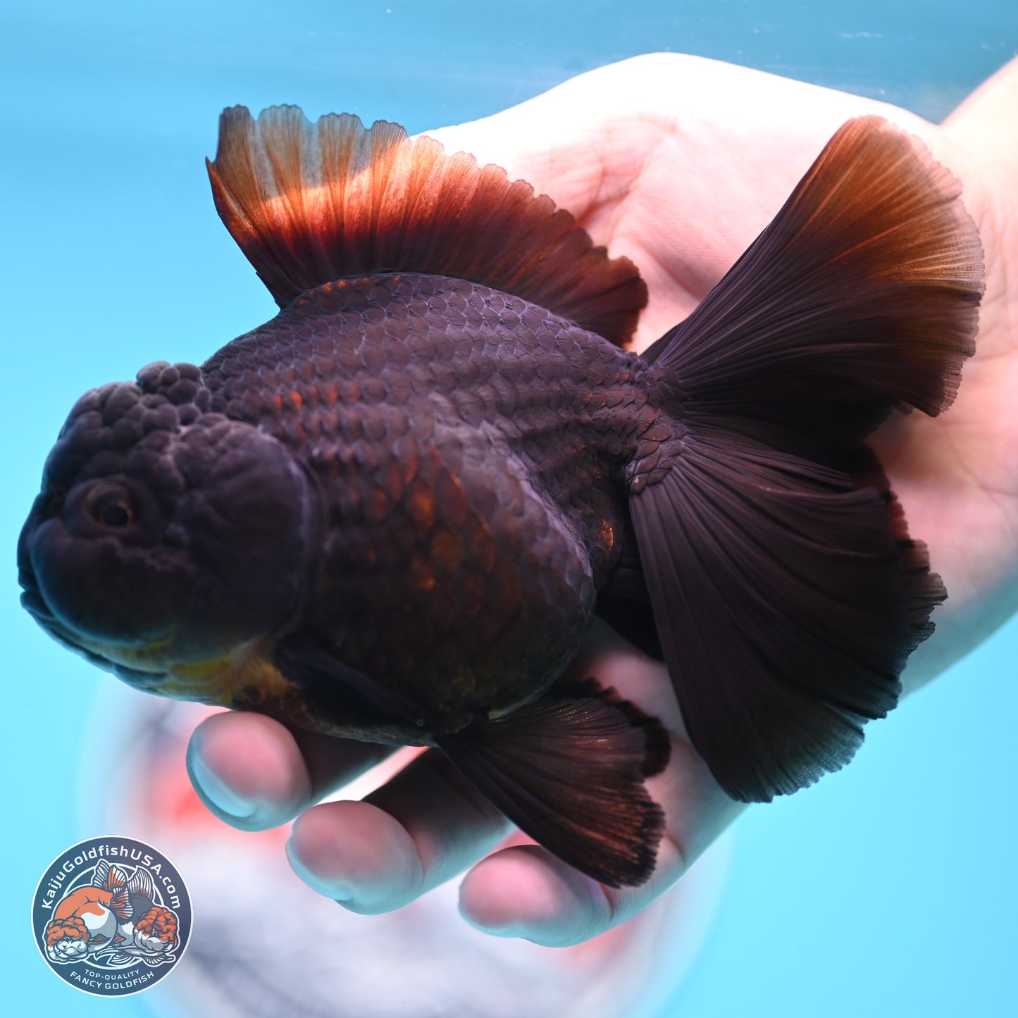 Black Rose Tail Oranda 3.5 inches Body - Male (250404_OR08)