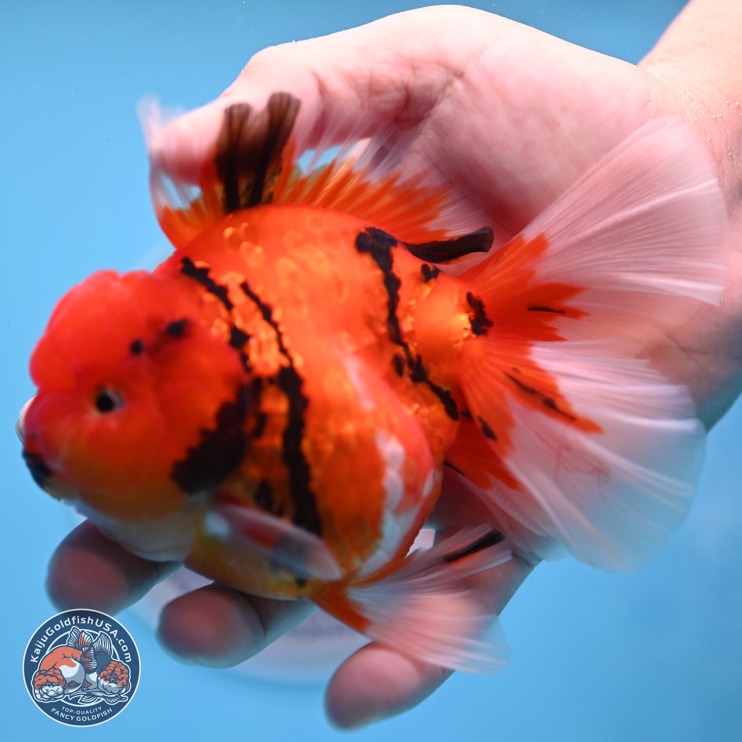 Tiger Rose Tail Oranda 3.5 inches Body - Male (250307_OR08)