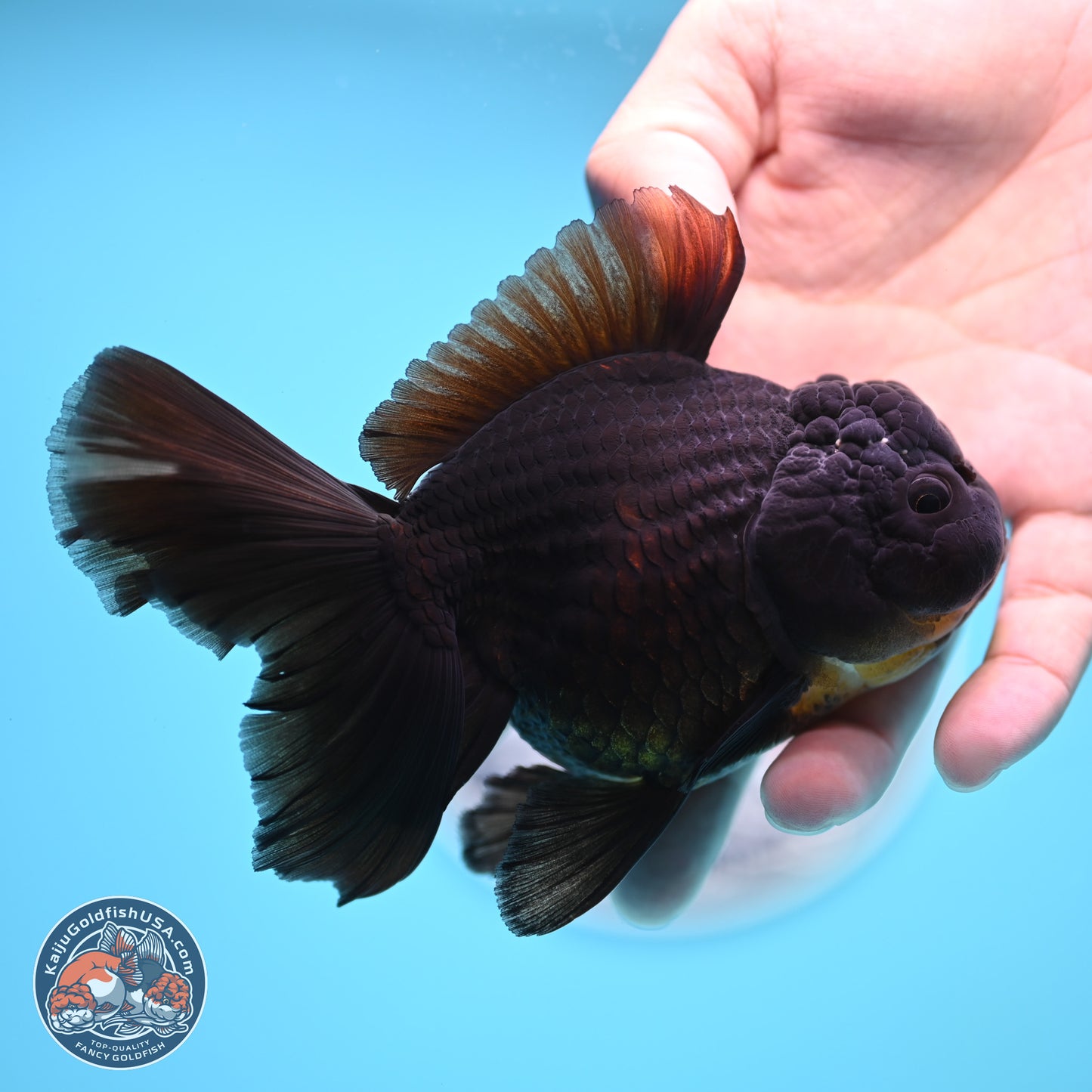 Black Rose Tail Oranda 3.5 inches Body - Male (250404_OR08)
