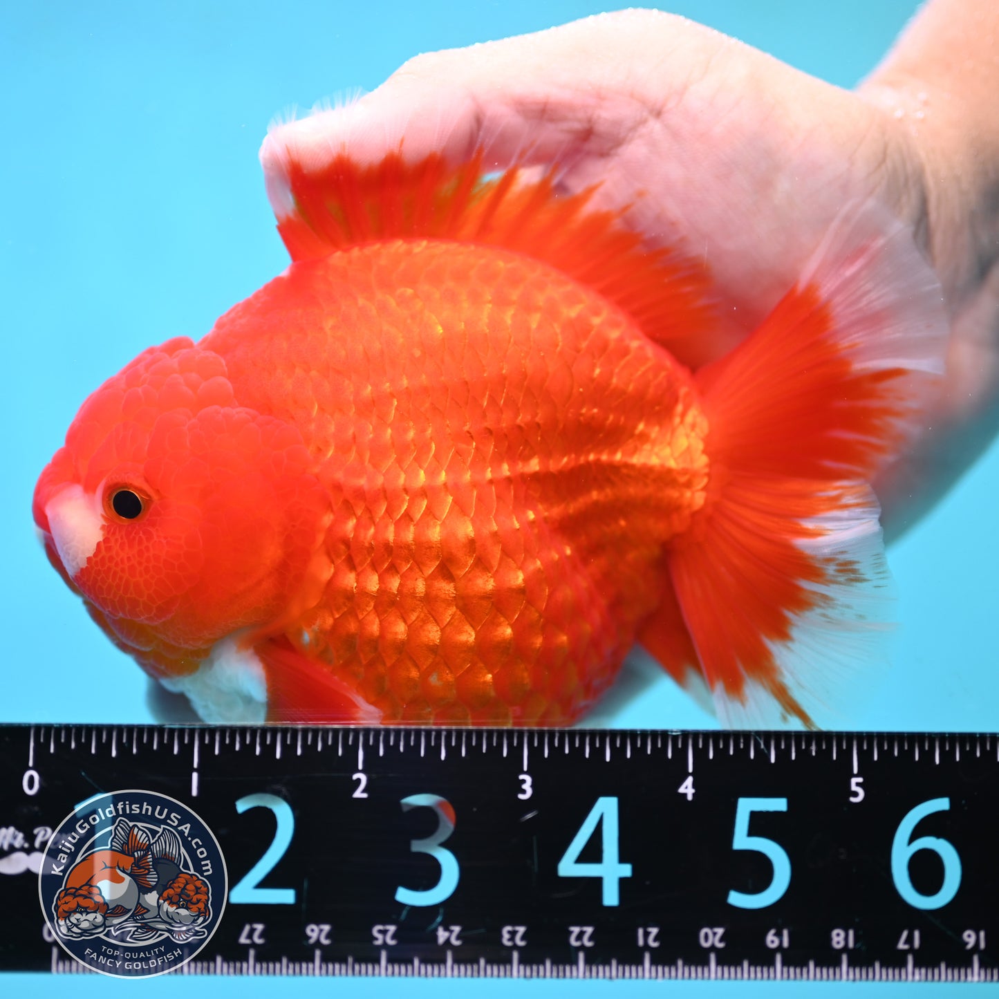 Red White Oranda inch 4.25 Body (250905_OR08)