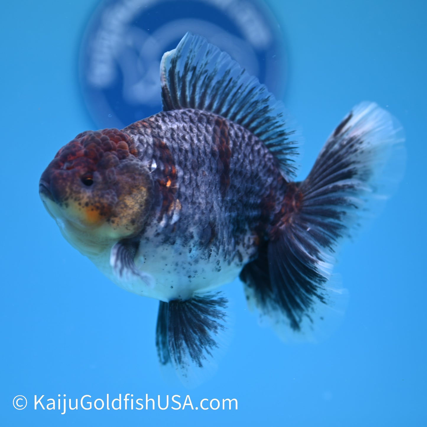 Kirin Rose Tail Oranda 5 inches (240405_OR08) - Kaiju Goldfish USA