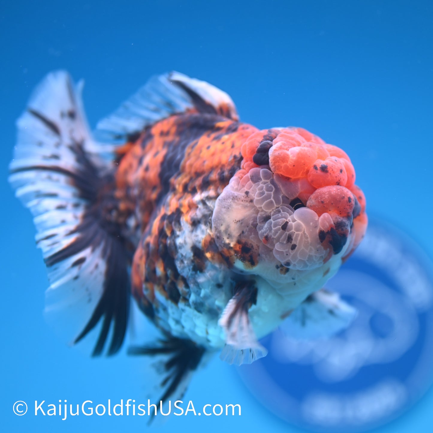 Tricolor Tiger Rose Tail YuanBao Oranda 4-4.5 inches (240308_OR08) - Kaiju Goldfish USA