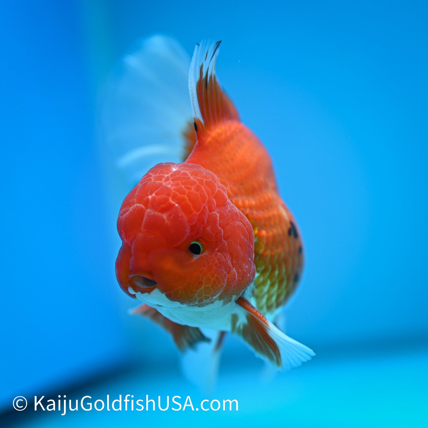 Rose Tail Red White Oranda 4-4.5 inches (240322_OR8) - Kaiju Goldfish USA