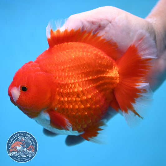 Red White Oranda inch 4.25 Body (250905_OR08)