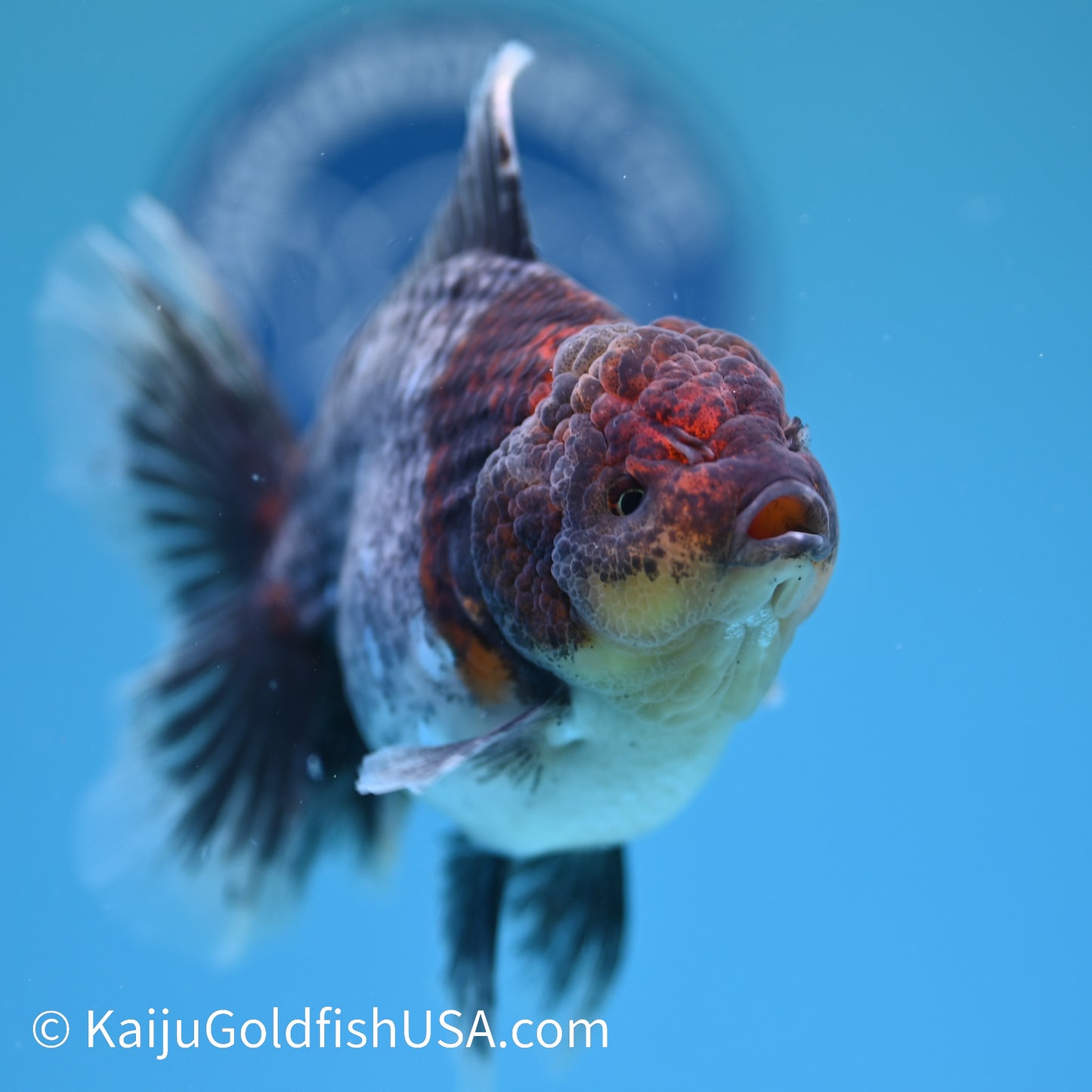 Kirin Rose Tail Oranda 5 inches (240405_OR08) - Kaiju Goldfish USA