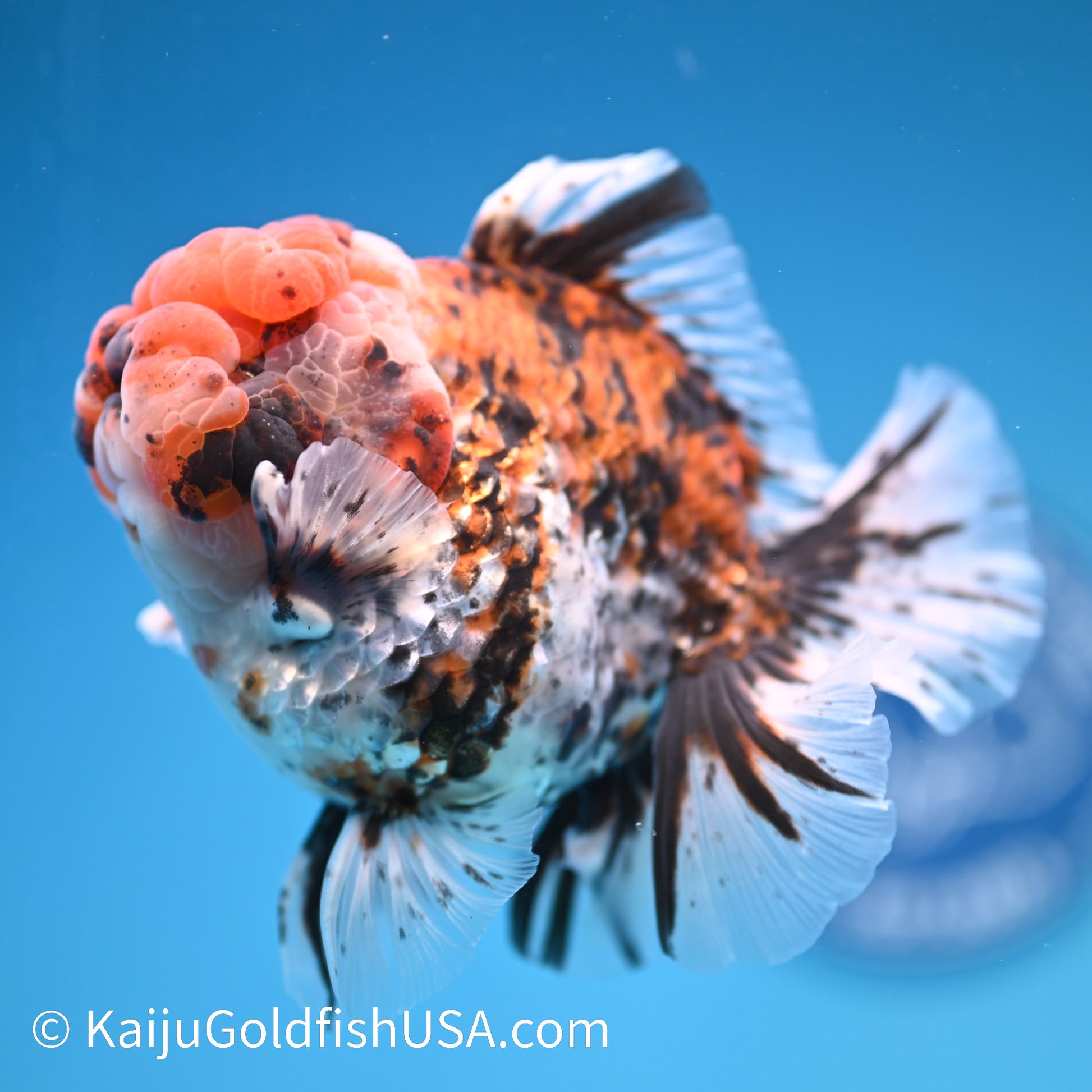 Tricolor Tiger Rose Tail YuanBao Oranda 4-4.5 inches (240308_OR08) - Kaiju Goldfish USA