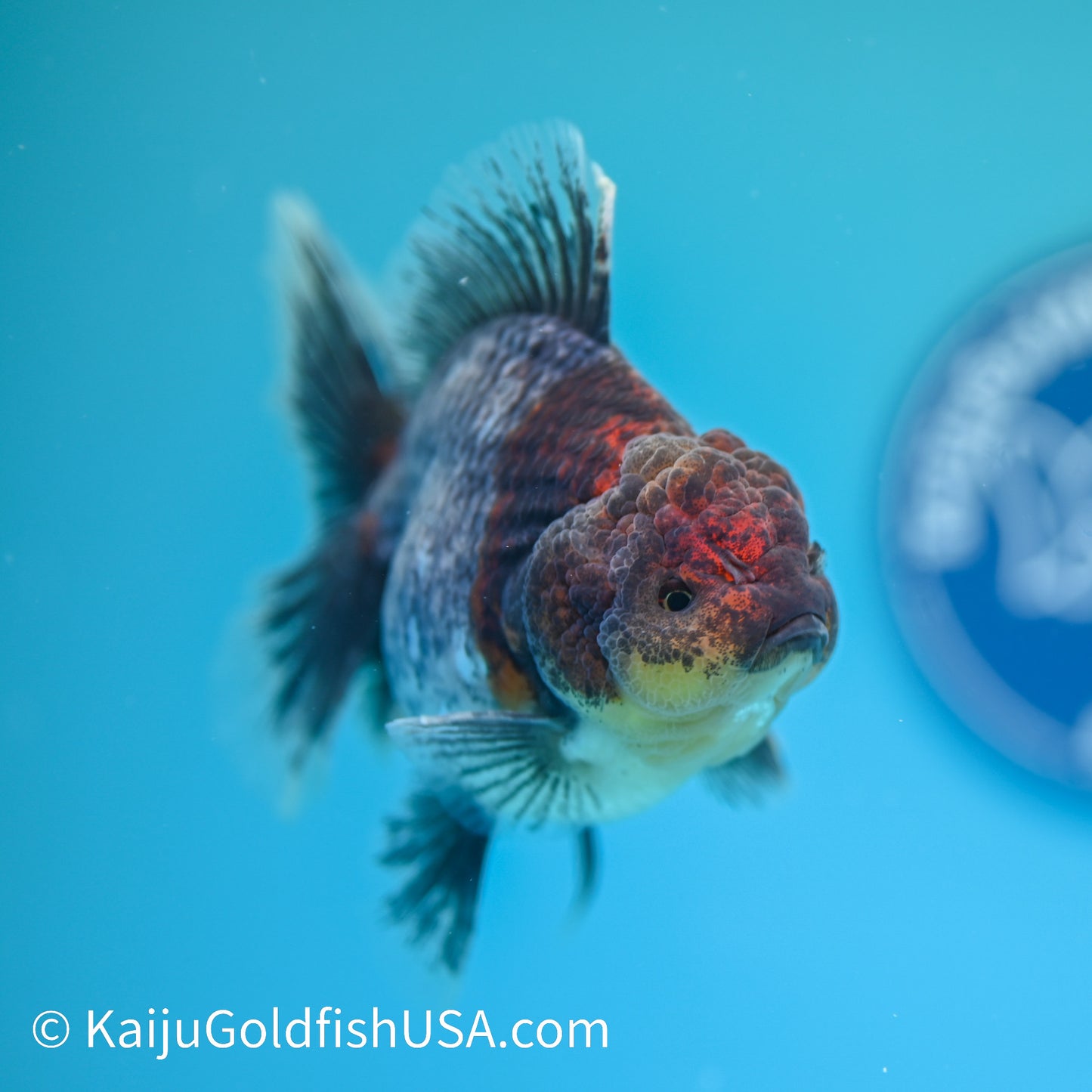 Kirin Rose Tail Oranda 5 inches (240405_OR08) - Kaiju Goldfish USA